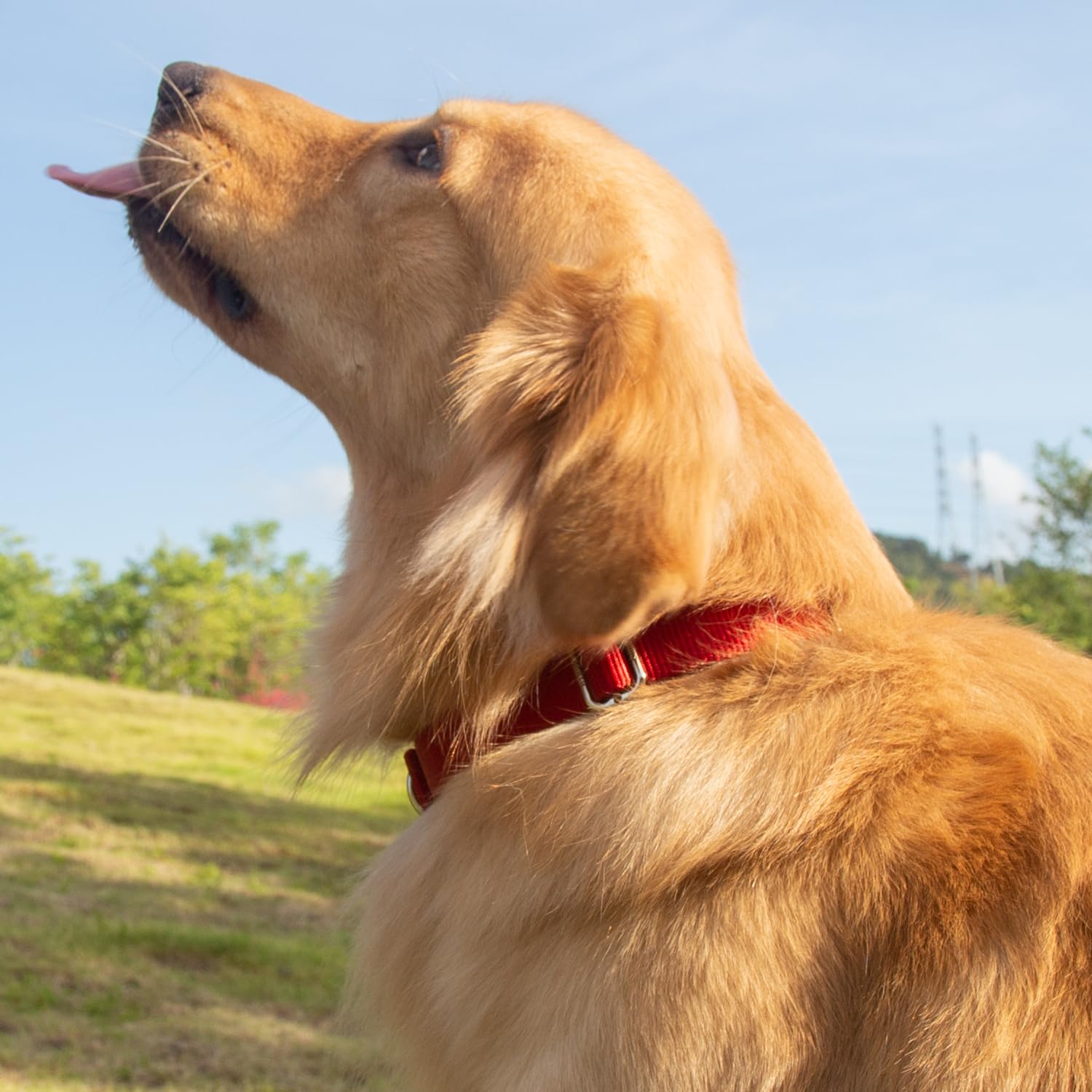 Hyhug Pets Classic Regular Heavy Duty Nylon Dog Buckle Collar (Large, Red)