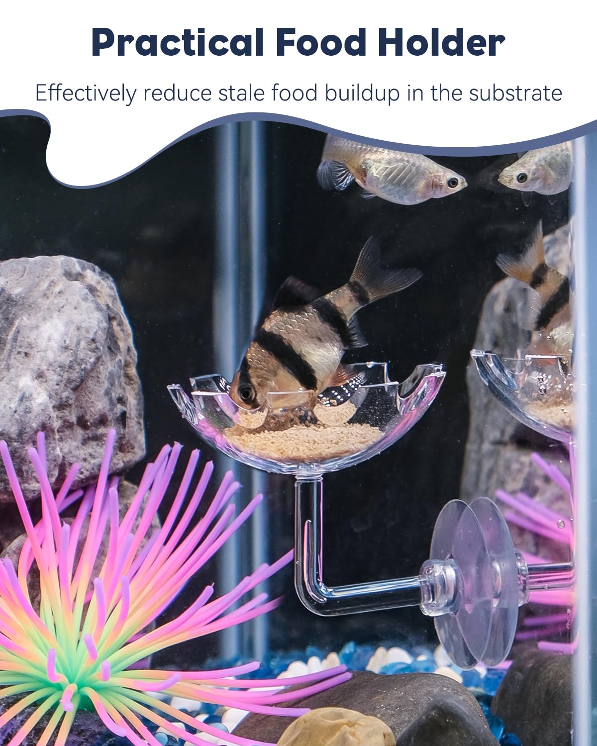 Pawfly Shrimp Feeding Dish With Suction Cup, Clear Acrylic Aquarium Shrimp Feeder, Fish Feeding Tray For Freshwater And Saltwate