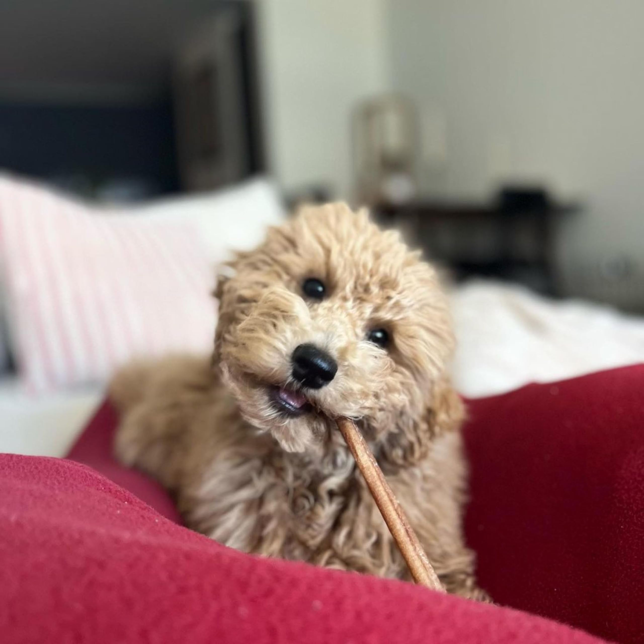 Cadet Bully Sticks for Small, Medium and Large Dogs - All-Natural Beef Pizzle, High Protein, Low Fat, Long-Lasting, Grain & Rawh