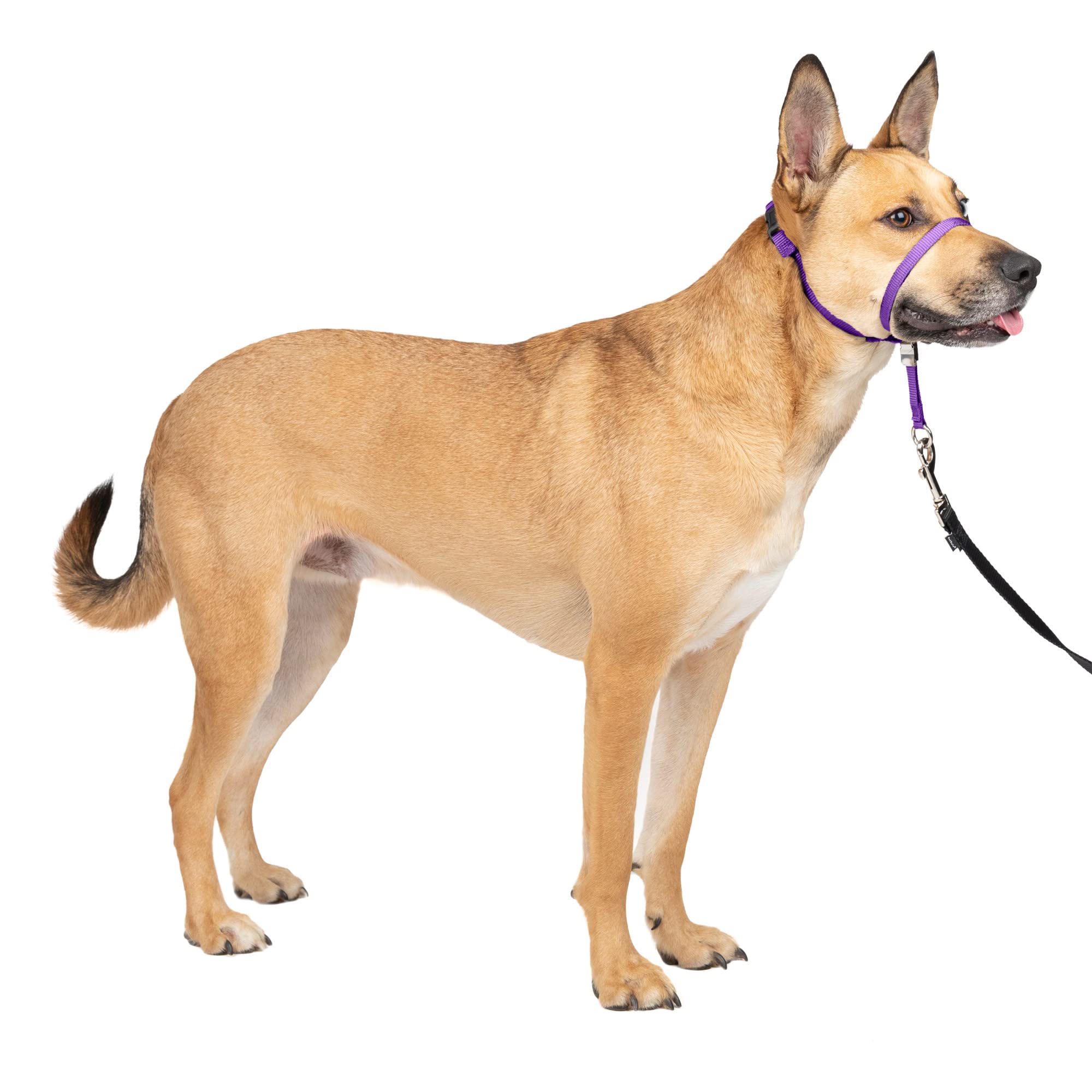 Petsafe Gentle Leader No-Pull Dog Headcollar - The Ultimate Solution To Pulling - Redirects Your Dog'S Pulling For Easier Walks - Helps You Regain Control - Medium, Deep Purple