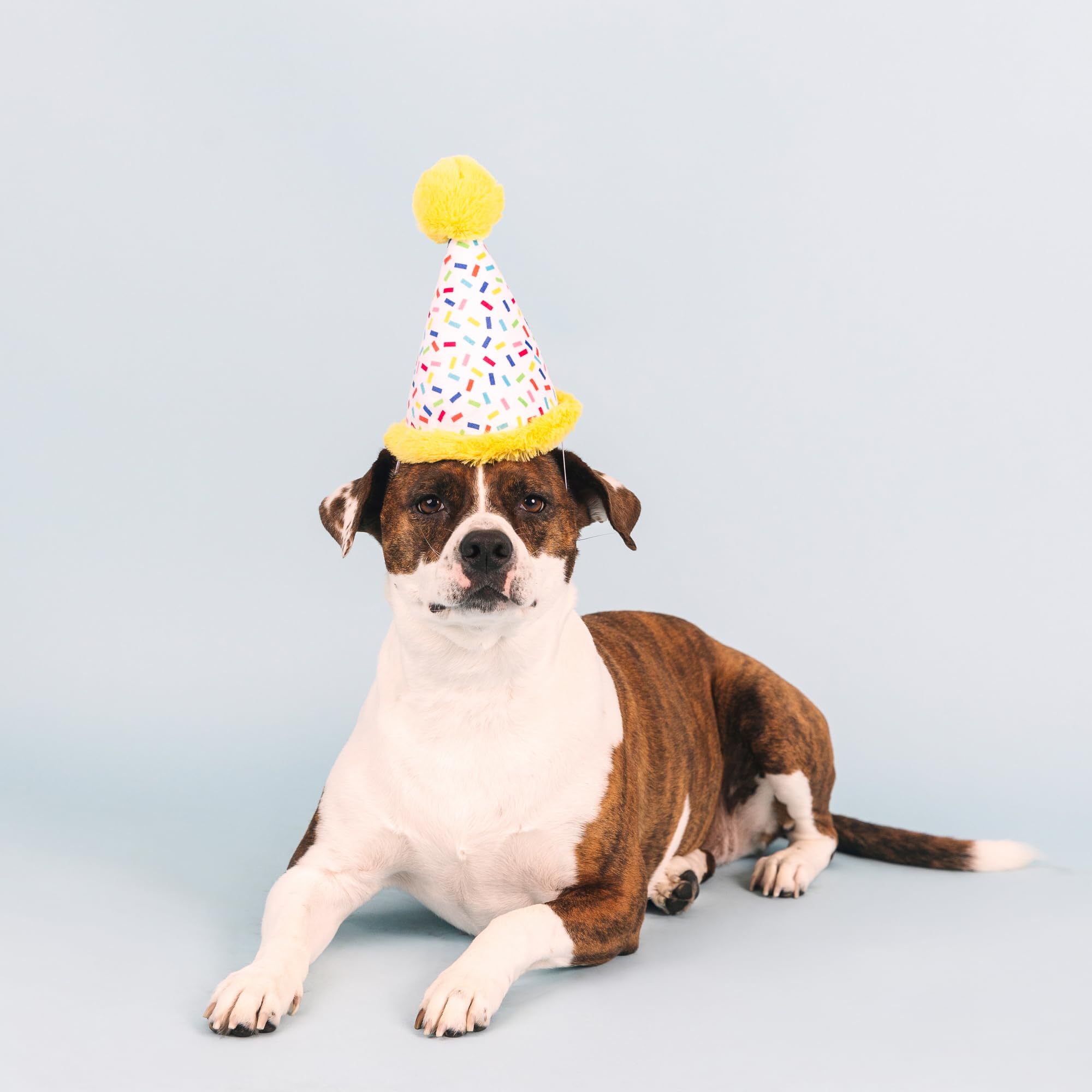 Fringe Studio Plush Dog Toy, Time To Celebrate, Pet Shop Collection (314225)