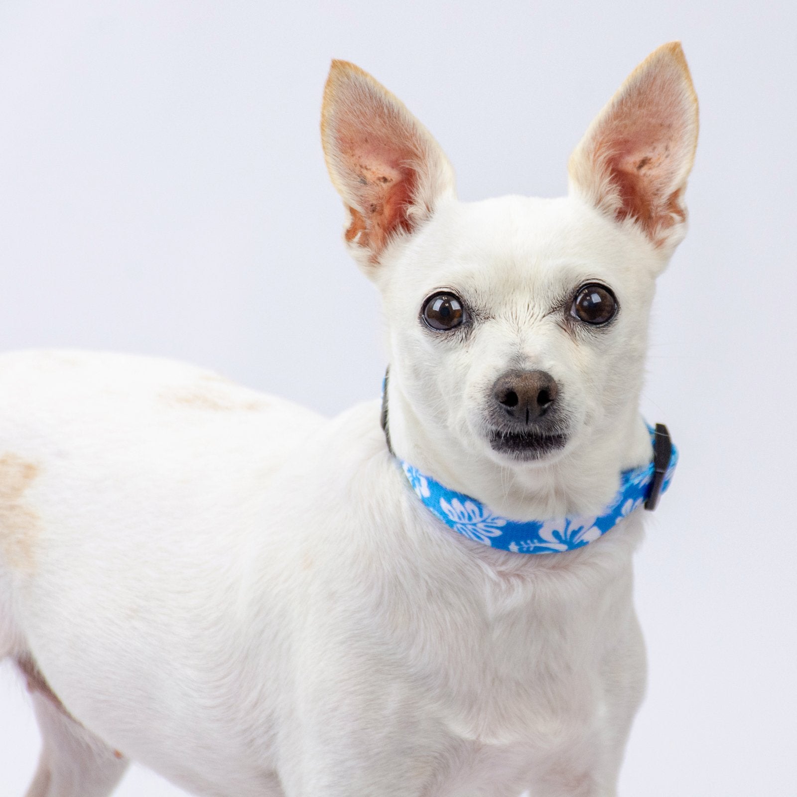 Country Brook Petz - Deluxe Blue Hawaiian Dog Collar - Made in The U.S.A. - Summer Breeze Collection Featuring Sunny Designs (1/