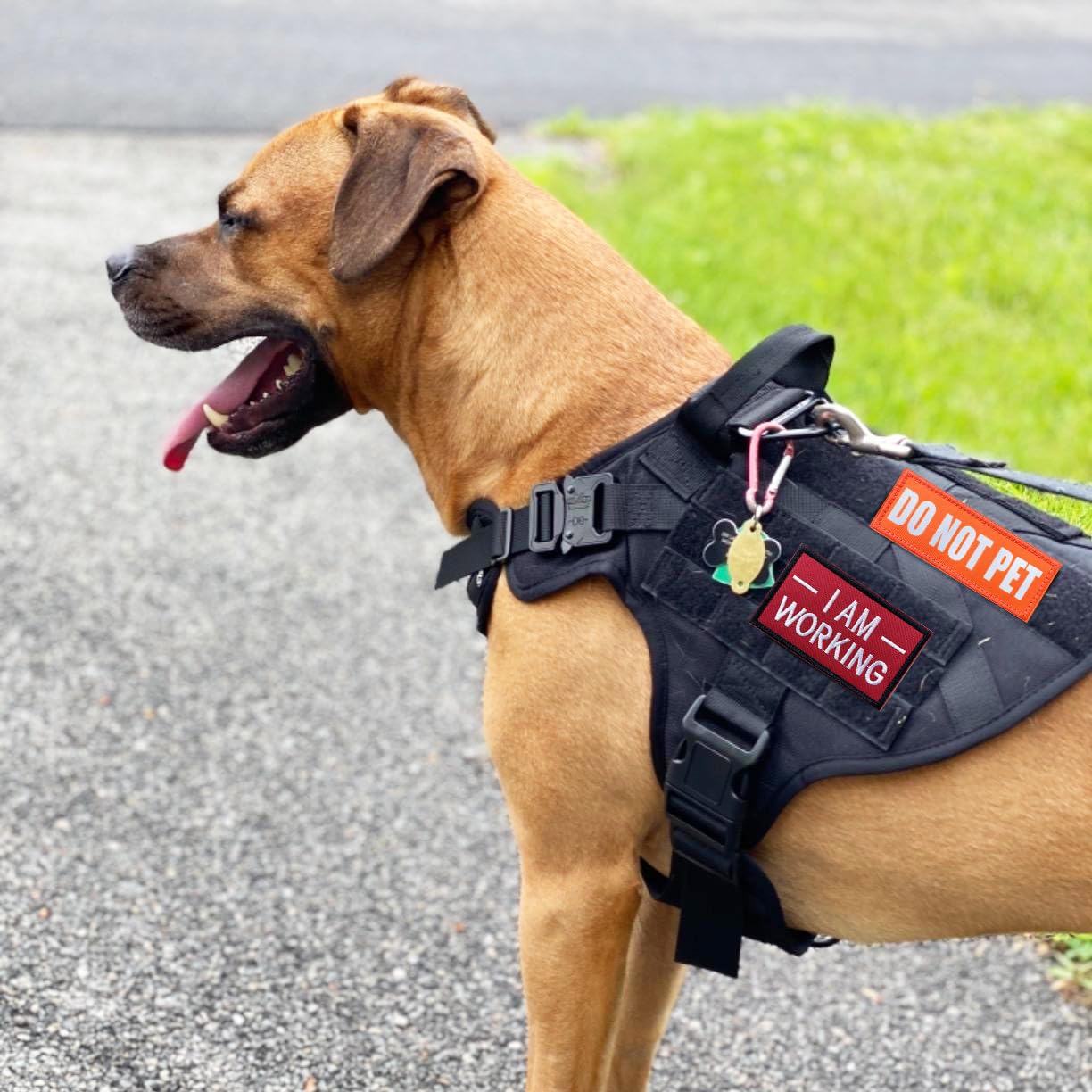 J.Carp 10 Pieces Service Dog Patches Don'T Pet In Training Do Not Touch I'M Special Full Embroidered Badge Emblem Patch For Dogs Harness Vest Clothes Orange