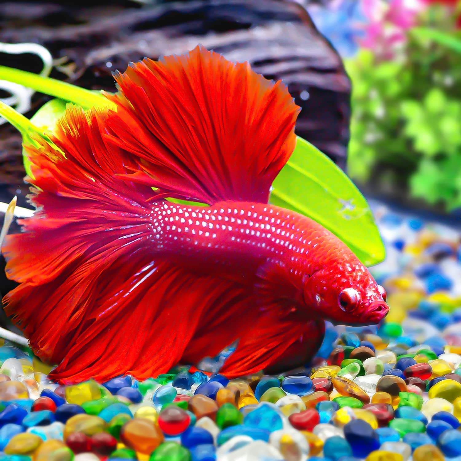 Keedolla 3 Lb Glass Fish Tank Gravel Aquarium Fish Tank Stones, Betta Fish Bowl Rocks Gems Marbles Pebbles Gravel For Aquarium, Fish Tank, Vase Fillers, Succulent Plants Decor - Rainbow