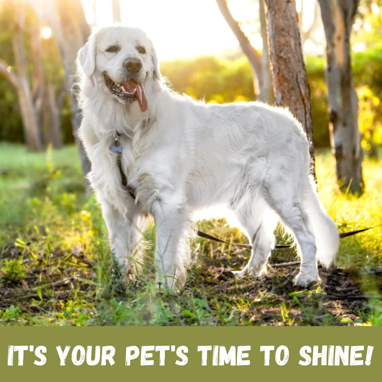 Bio-Groom Groom'N Fresh Dog Shampoo – Odor Eliminating, Dog Bathing Supplies, Puppy Wash, Cat & Dog Grooming Supplies, Cruelty-Free, Made In Usa, Dog Products – 1 Gallon