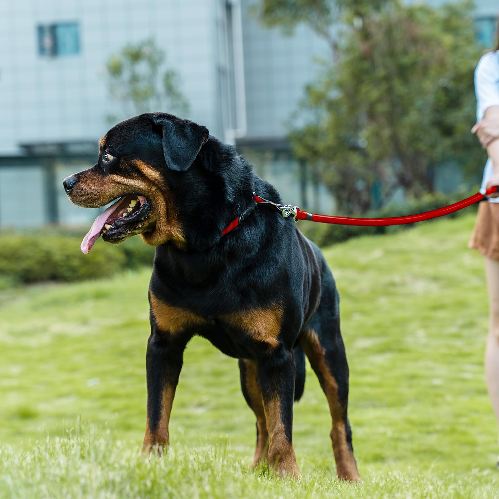 Aiminto Dog Leash, Braided Rope Traction - Walking Training Lead for Medium/Large Dogs ((1/2 '') x 2FT, Red)