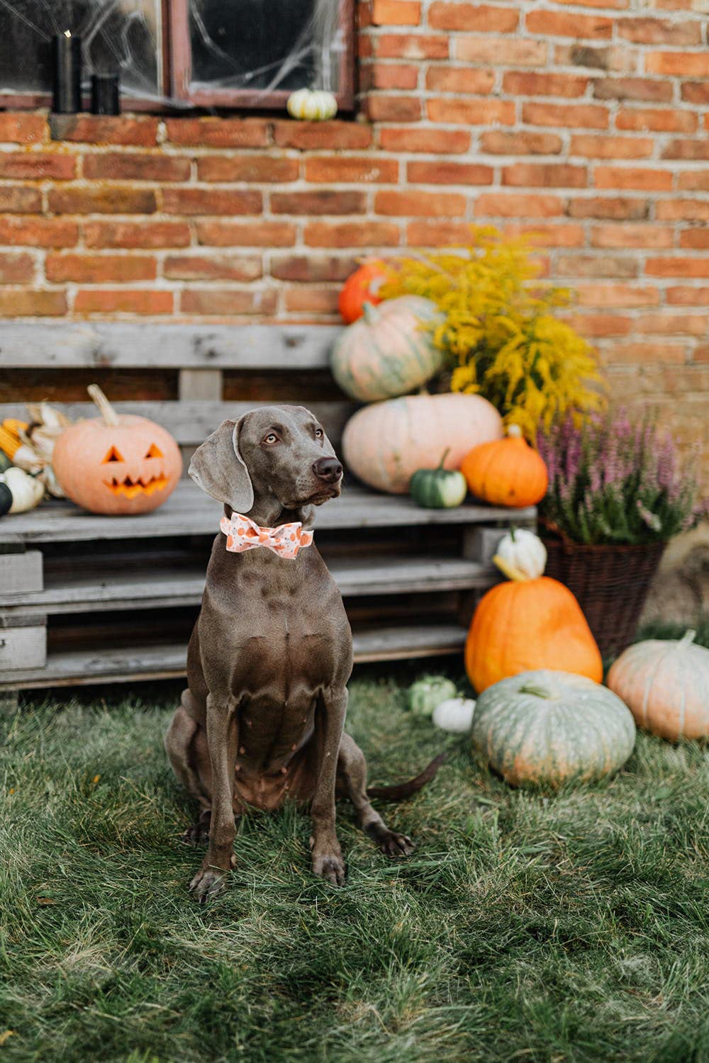 Lionheart Glory Premium Dog Collars, Bowtie Dog Collar, Adjustable Heavy Duty Halloween Dog Collar With Bow For X-Small Dogs