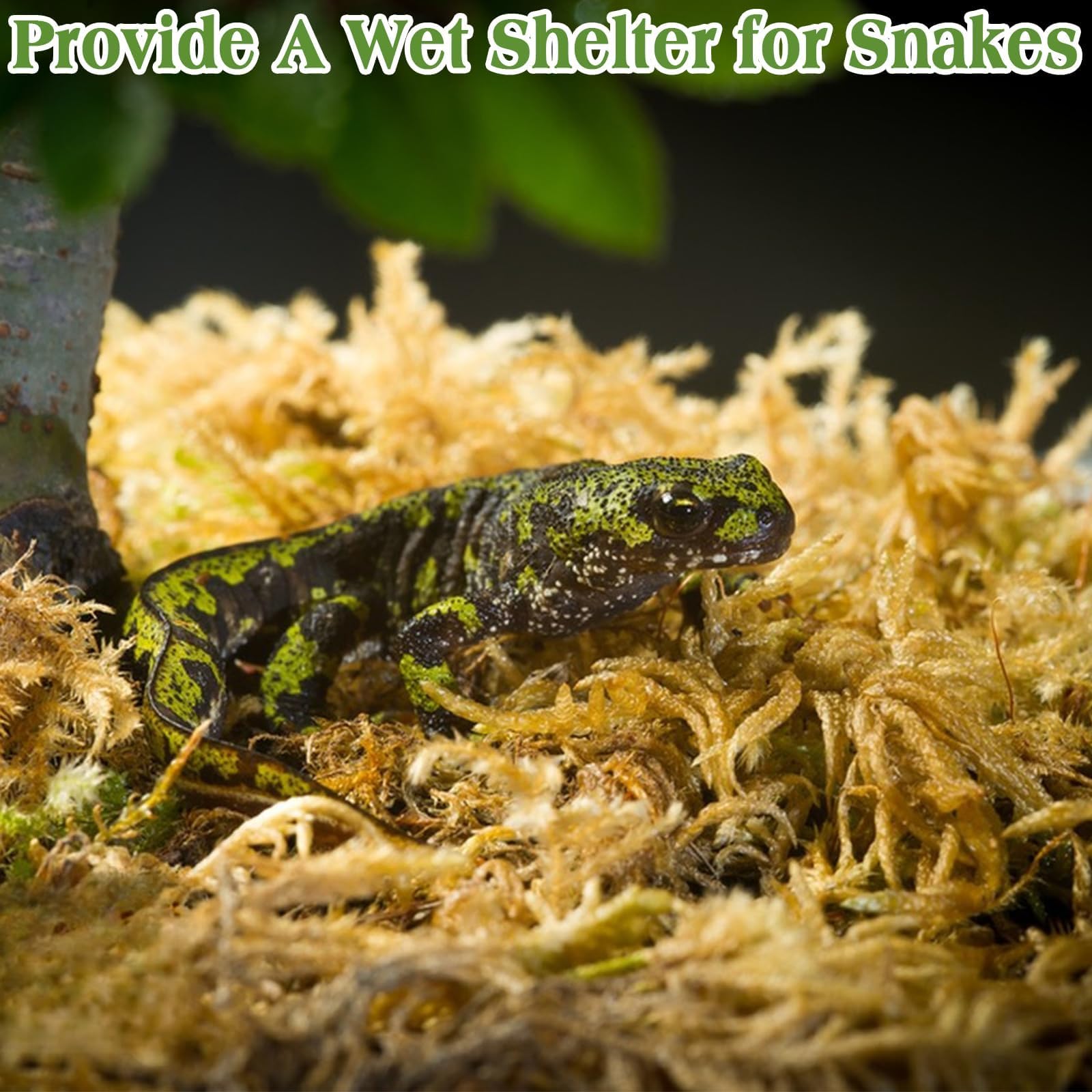 Halatool 1.5Lb Natural Sphagnum Moss For Reptiles Premium Reptile Moss Ideal Terrarium Moss For Box Turtles Hermit Crabs Leopard