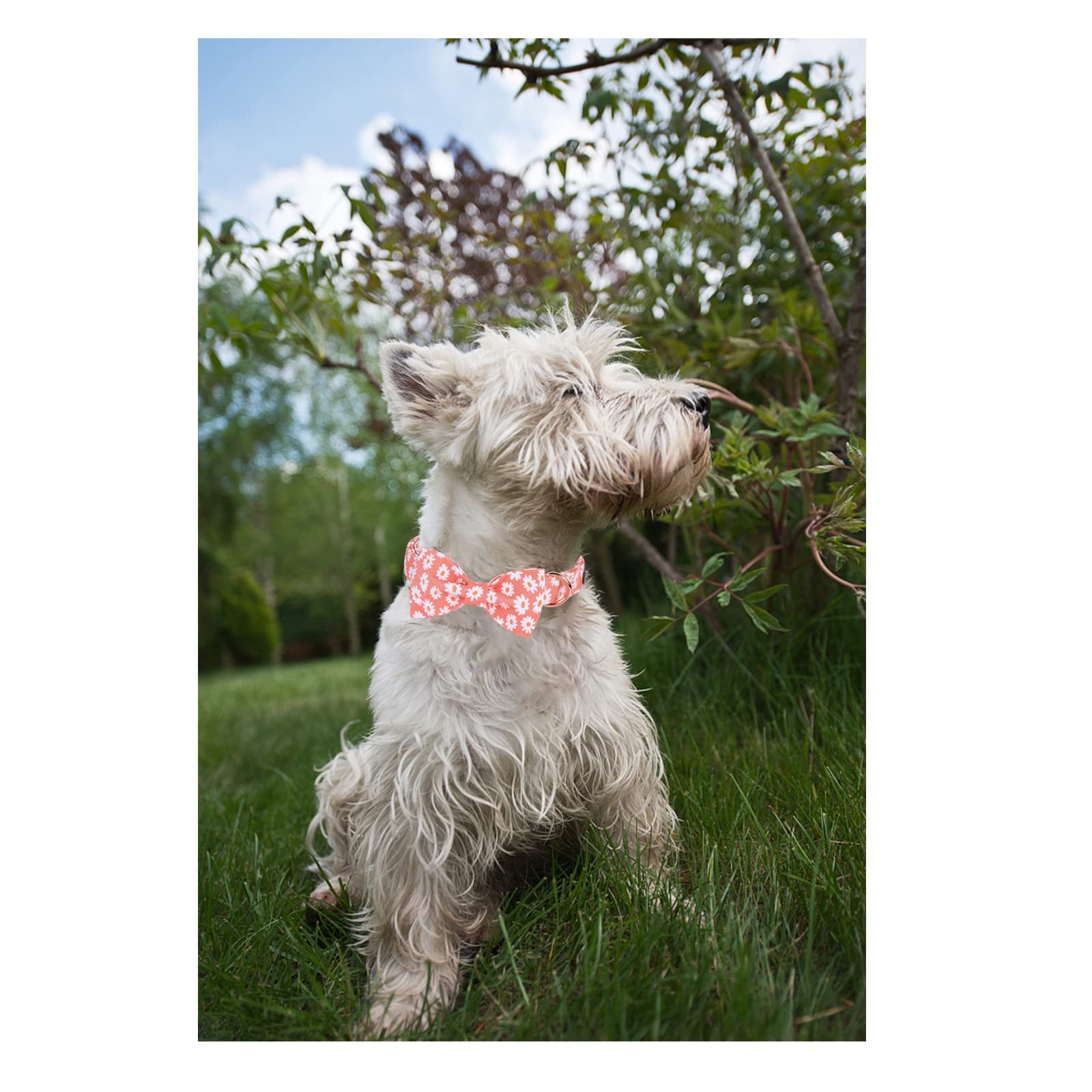 Unique Style Paws Dog Collar With Bow Tie Pink Daisy Summer Dog Collar For Small Medium Large Dogs With Adjustable Metal Buckle -Xl