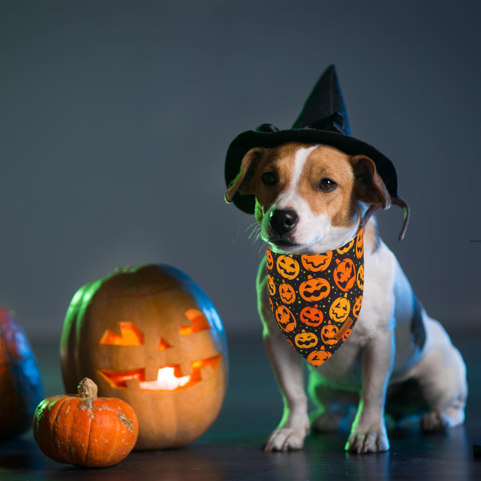 ADOGGYGO Halloween Dog Bandana, Pumpkin Bat Pet Scarf, Premium Durable Fabric, Adjustable Fit Halloween Bandanas for Small Dogs
