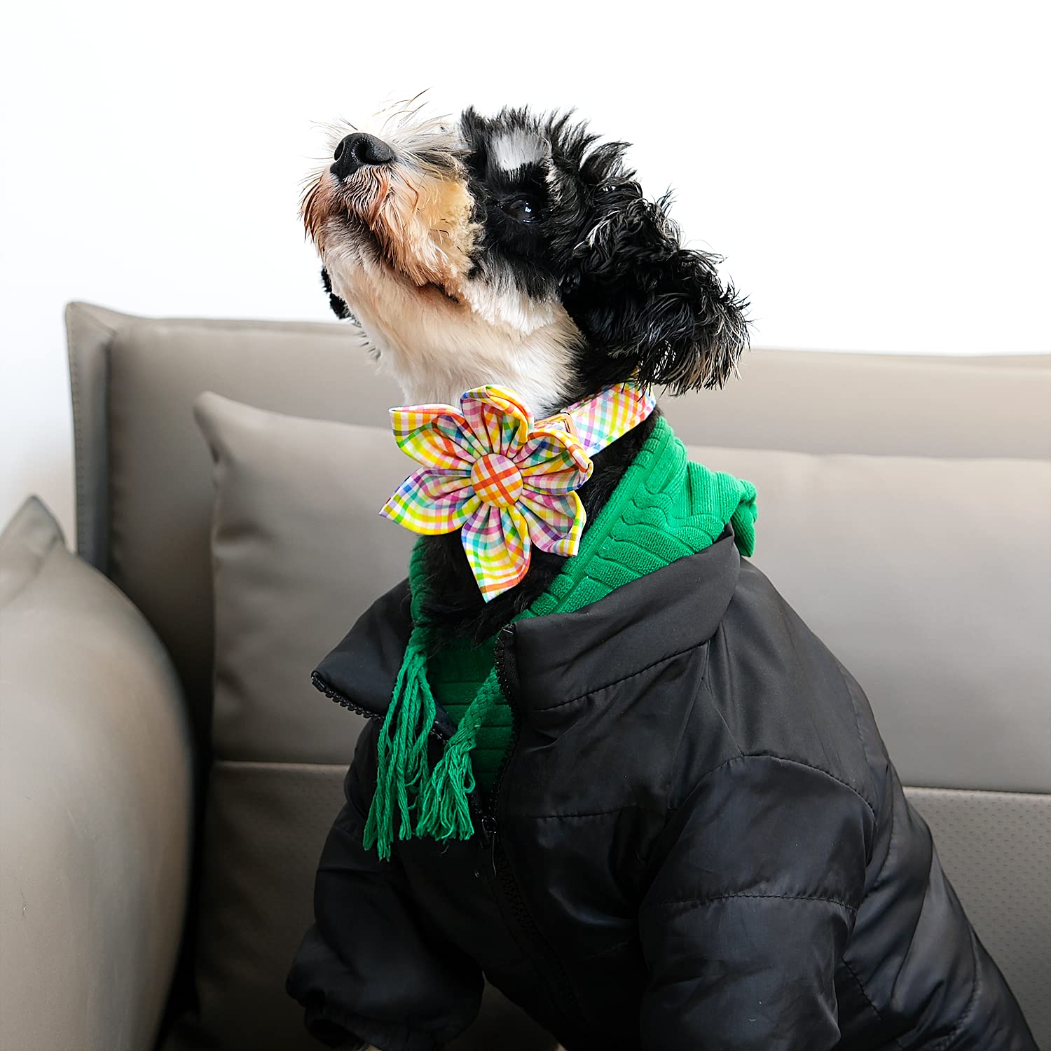 Lionet Paws Easter Dog Collar With Flower - Colorful Cute Cotton Flower Dog Collar With Metal Buckle For Large Dog Girl Gift, L, Neck 16-24In