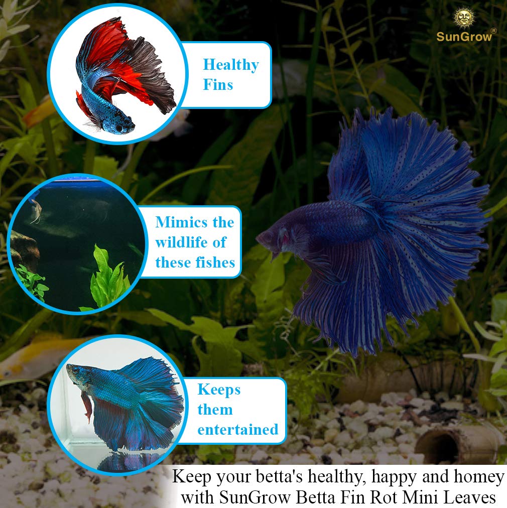 SunGrow 50 pcs Betta Fin Rot Treatment Catappa Indian Almond Leaves, 2, Betta Water Conditioner Leaves for Fish Tank Aquarium, L