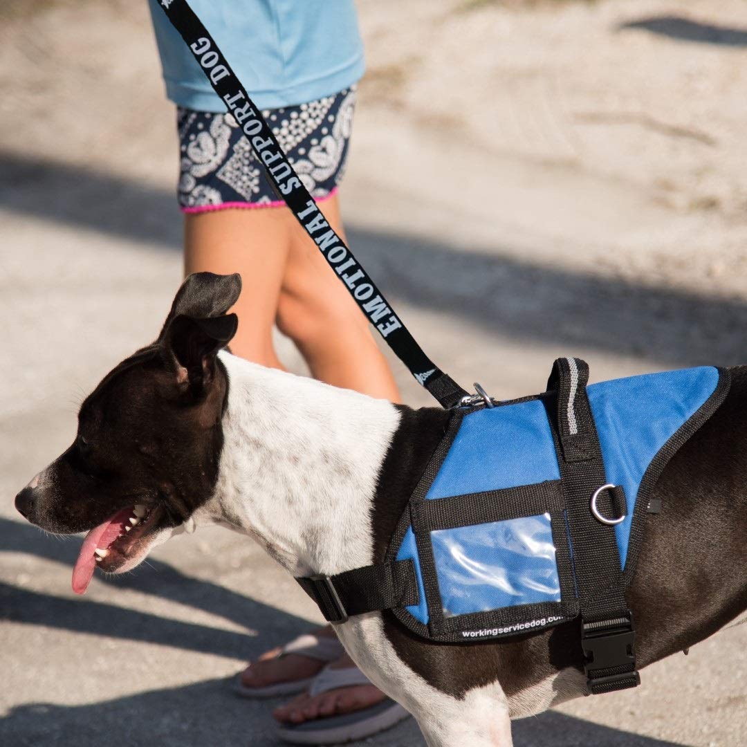 Workingservicedog.Com Emotional Support Dog Leash - Great Identification With Or Without An Emotional Support Animal Vest - Includes Five Esa Information Cards