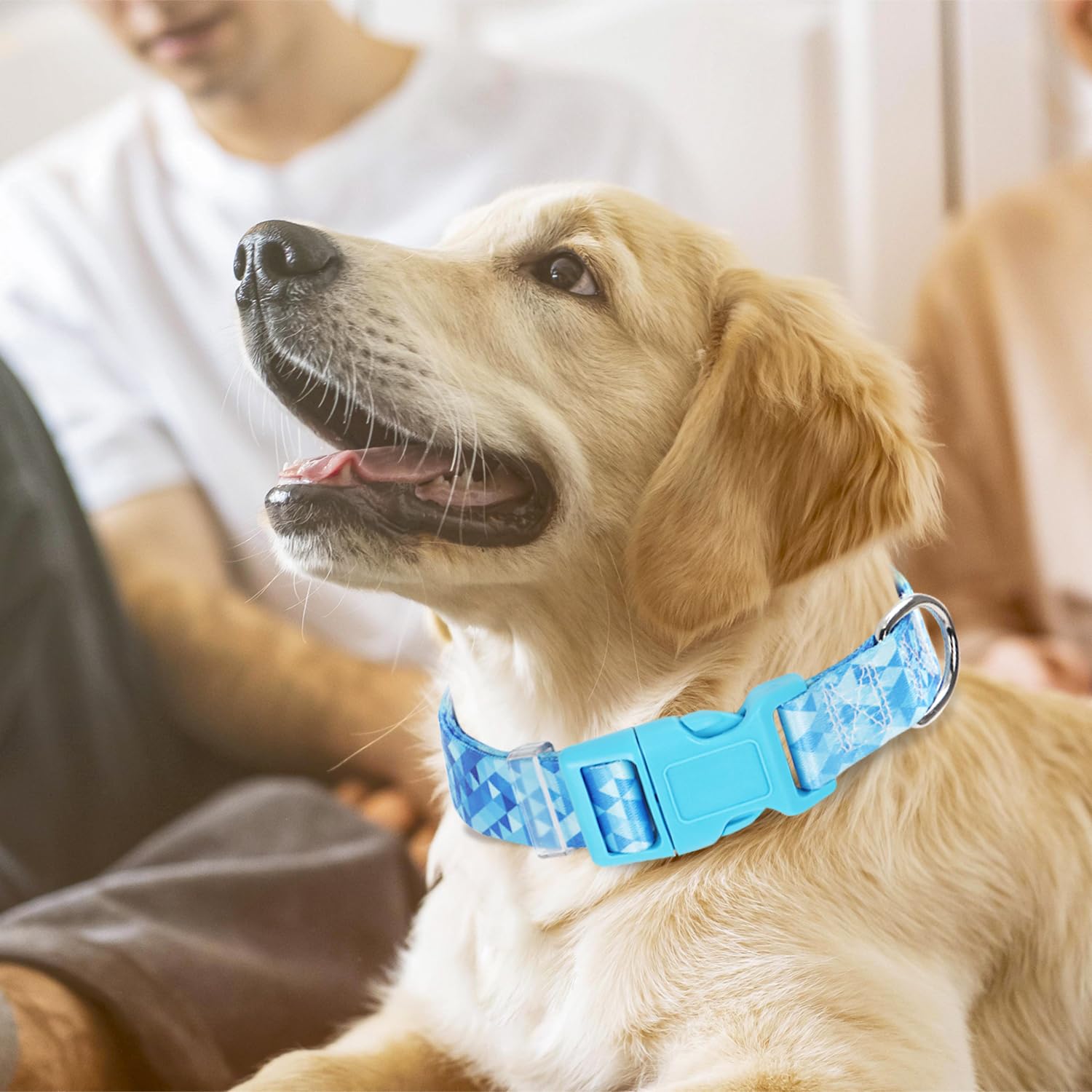 Bule Dog Collar For Puppy Small Dogs, Cute Boy Girl Dog Collar With Geometric Diamond Patterns, Adjustable Heavy Duty Buckle Dog
