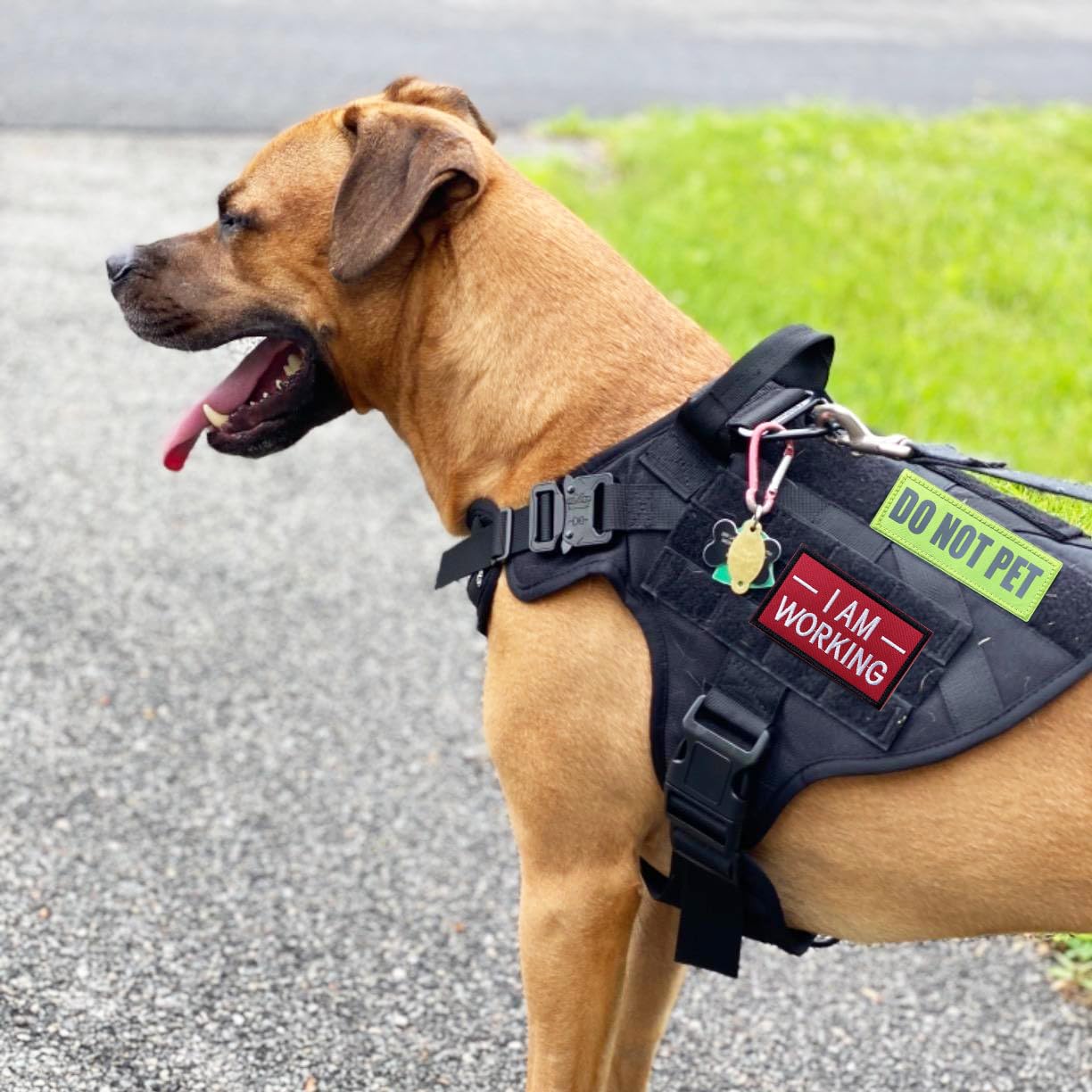 J.Carp 10 Pieces Service Dog Patches Don'T Pet In Training Do Not Touch I'M Special Full Embroidered Badge Emblem Patch For Dogs Harness Vest Clothes Green