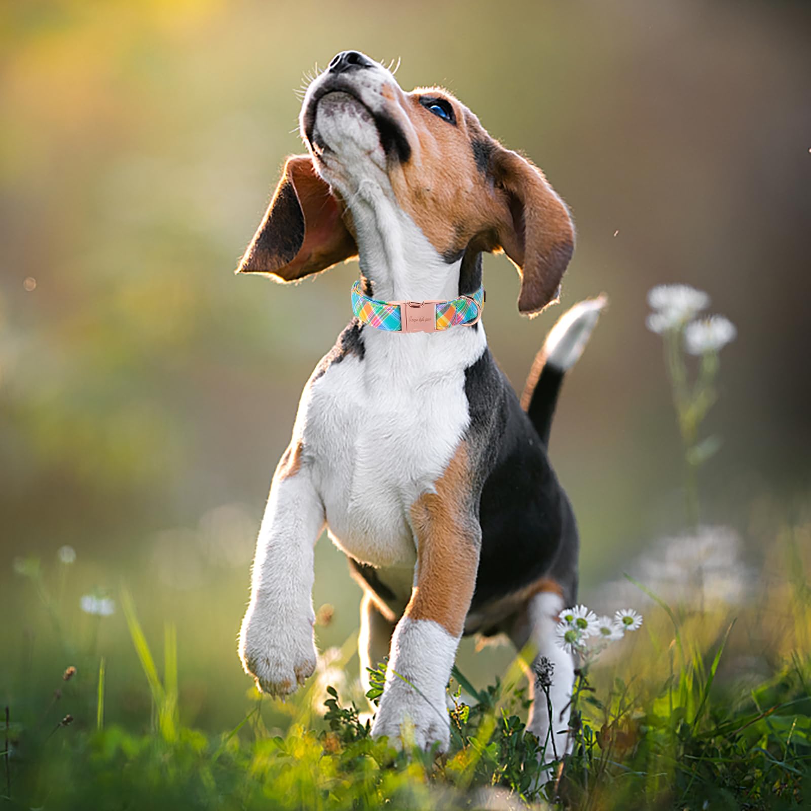 Unique Style Paws Easter Dog Collar Plastic Buckle Puppy Collar Colorful Plaid Puppy Collars For Small Medium Large Boys Girls D