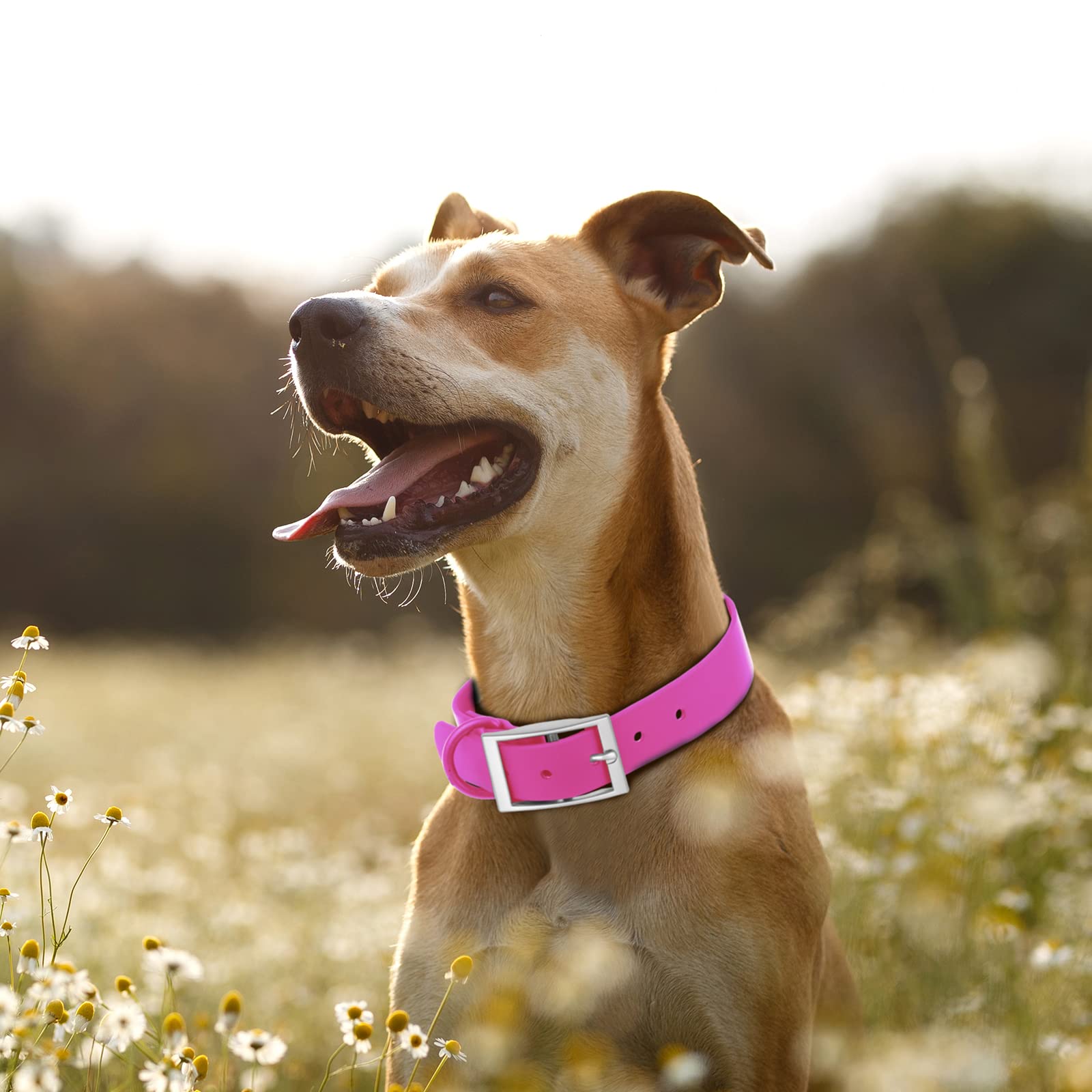 Wisedog Waterproof Dog Collar: Multiple Adjust 8.5” To 32.6”, Soft Rubber Coated Webbing, Easy To Clean, For Small Medium Large Dogs (L(Length:15'-19'; Width:1'), Rose Violet)