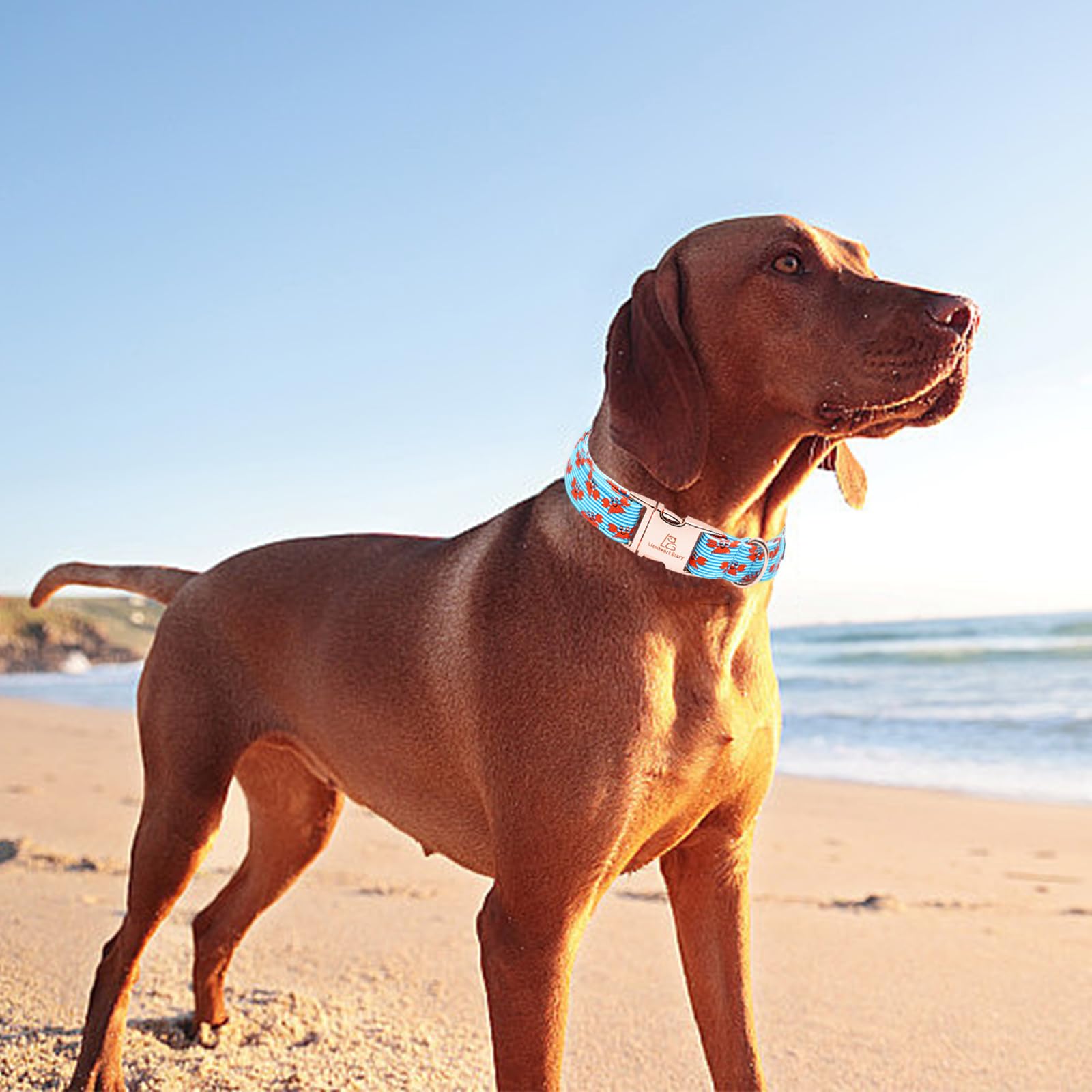Lionheart Glory Dog Collar Blue Stripe Dog Collars For Medium Dogs, Summer Boy Dog Collars Adjustable Duty Heavey Collar Collar