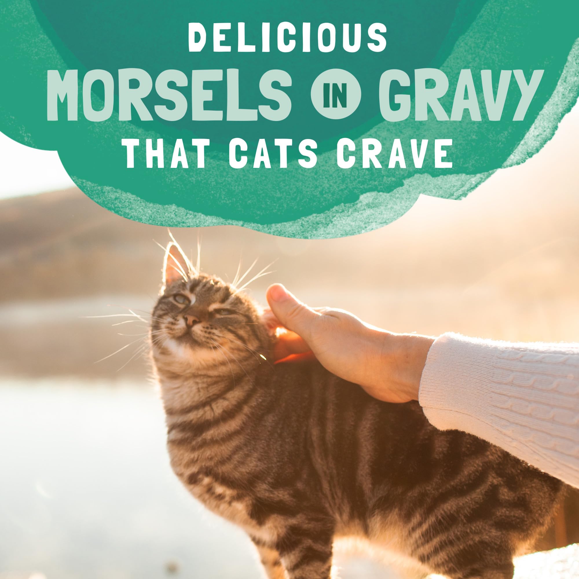 Natural Balance Original Ultra Platefulls Adult Grain-Free Wet Cat Food, Chicken & Pumpkin Recipe, 3 Ounce Pouch (Pack of 24)