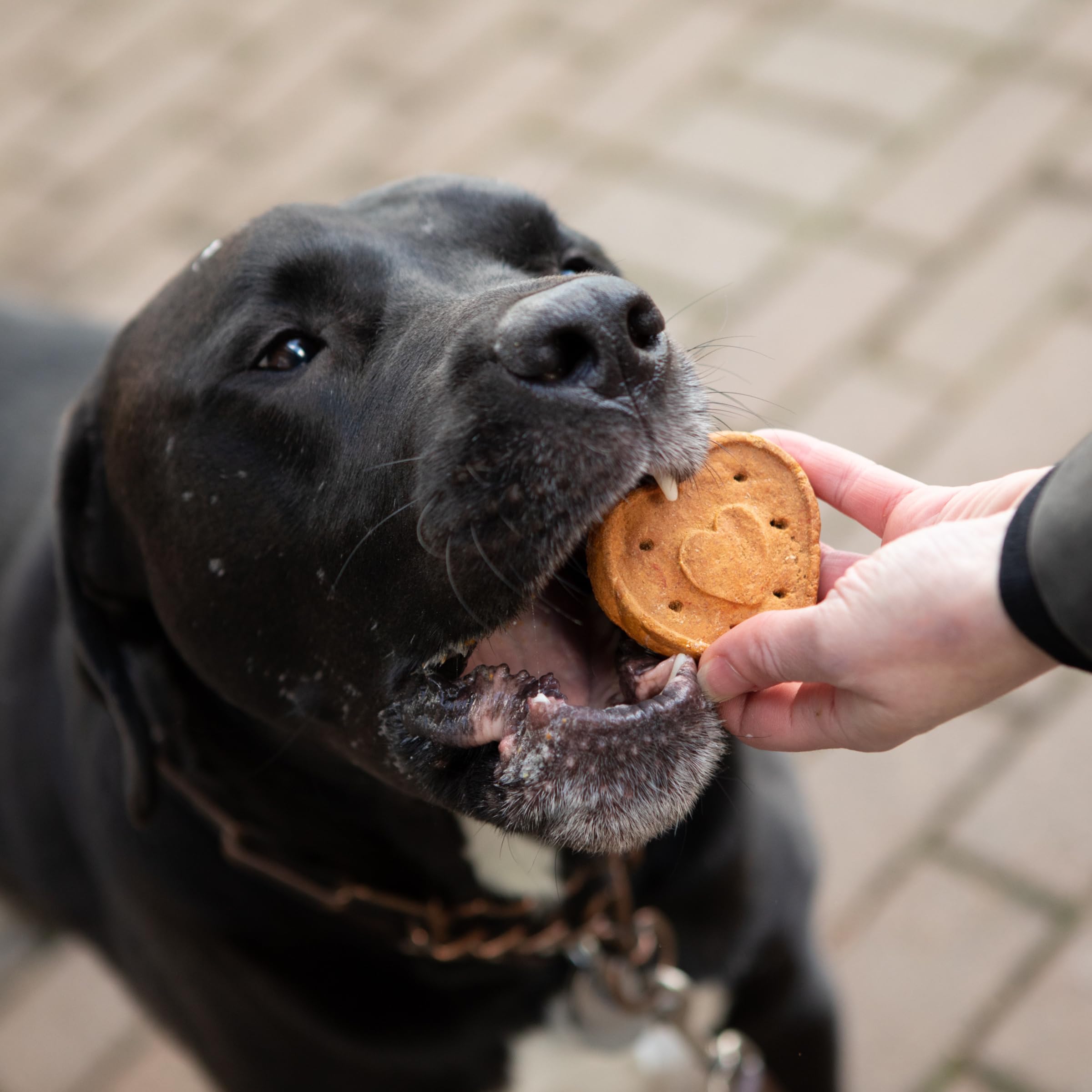 Blue Dog Bakery More Crunch Biscuits Value Box | Large, Bacon, Chicken, Cheese, Peanut Butter | Natural Healthy Dog Treats, 5 Po