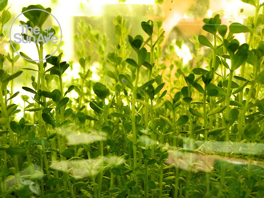 1. Bacopa Monnieri Easy Freshwater Live Aquarium Plant with Roots (7+ Stems)