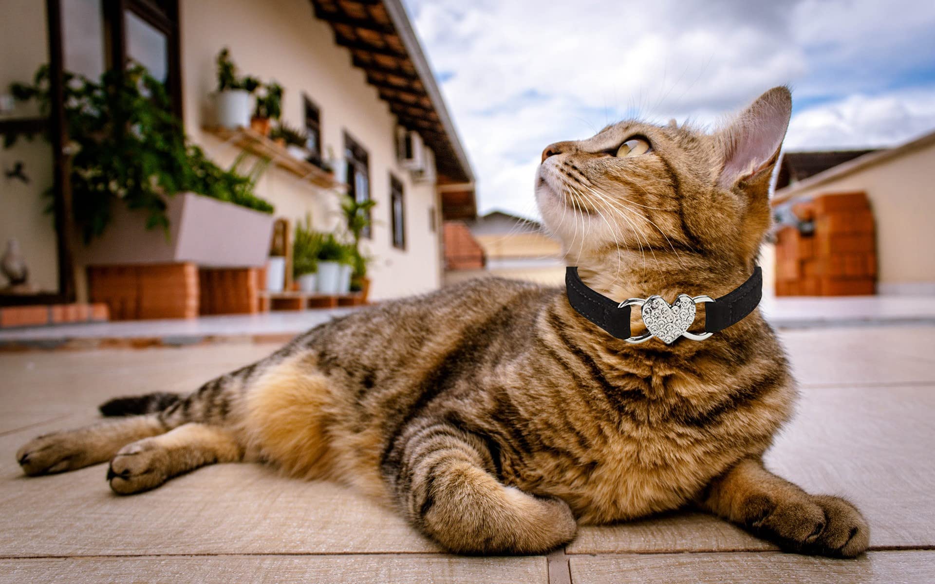 Wdpaws Heart Bling Cat Collar With Safety Belt And Bell Adjustable 8-10 Inches For Kitten Cats (Black+Red)