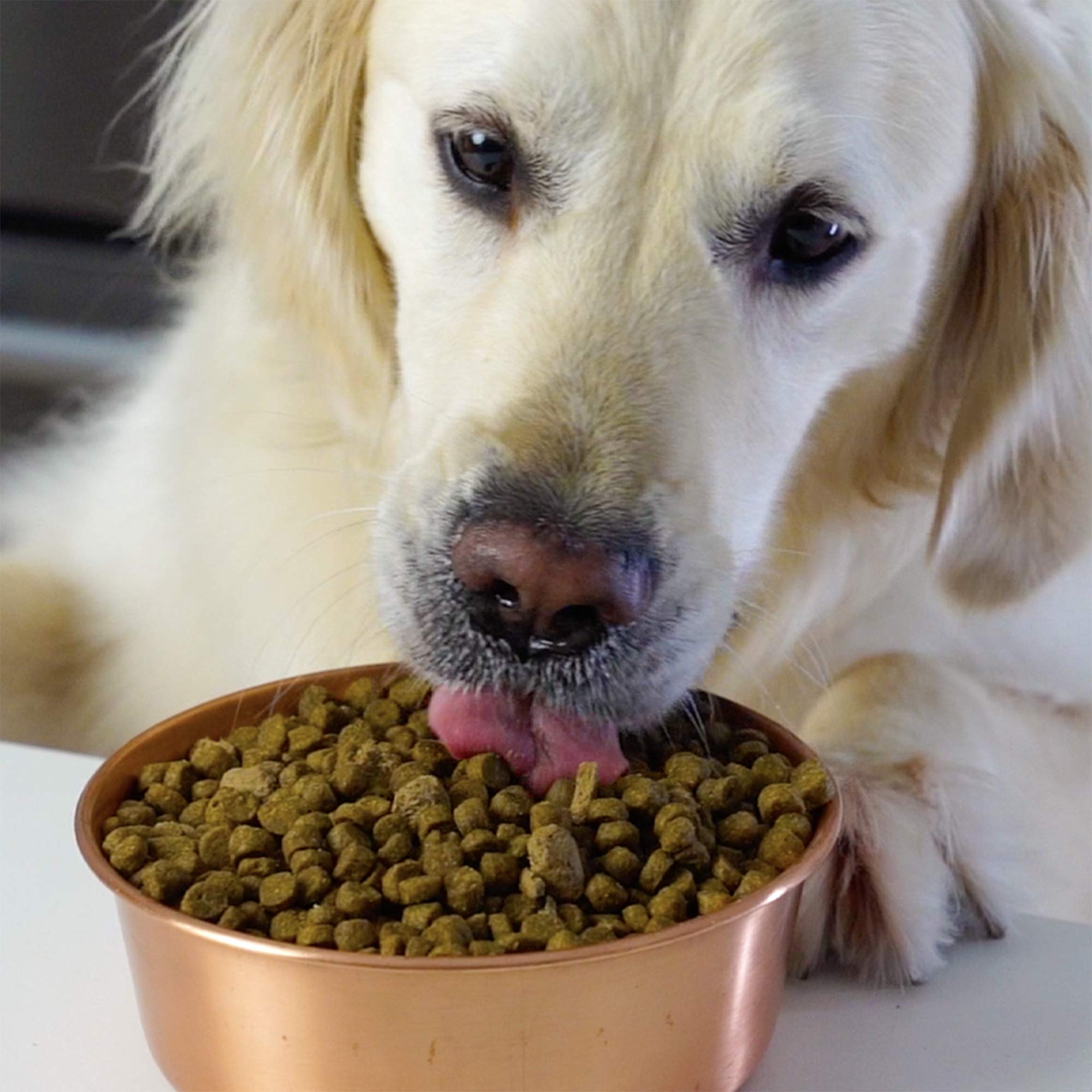Open Farm, Ancient Grains Dry Dog Food, Protein-Rich & Nutrient Dense, 90% Animal Protein Mixed with Non-GMO Fruits, Veggies and