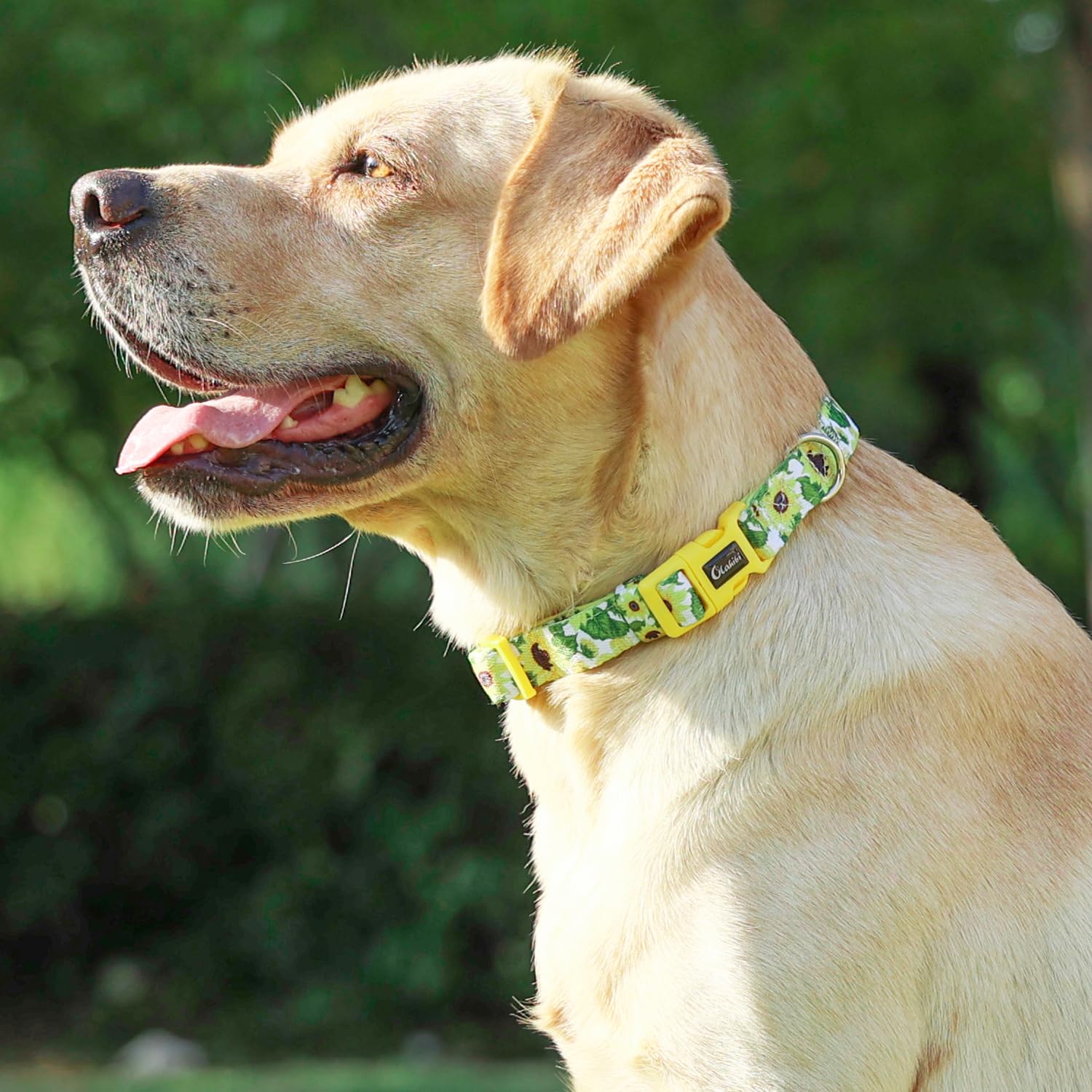 Olahibi Neoprene Padded Dog Collar, Soft And Comfortable, Floral Pattern, For Medium Dogs.(Medium, Sunflower)