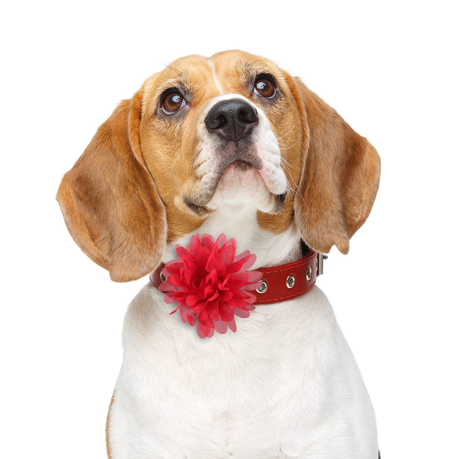 Willbond 20 Pieces Dog Collar Flowers Pet Flower Bow Ties Multi-Color Dog Charms Flower For Puppy Dog Collar Grooming Accessories (8 Cm/ 3.1 Inch)