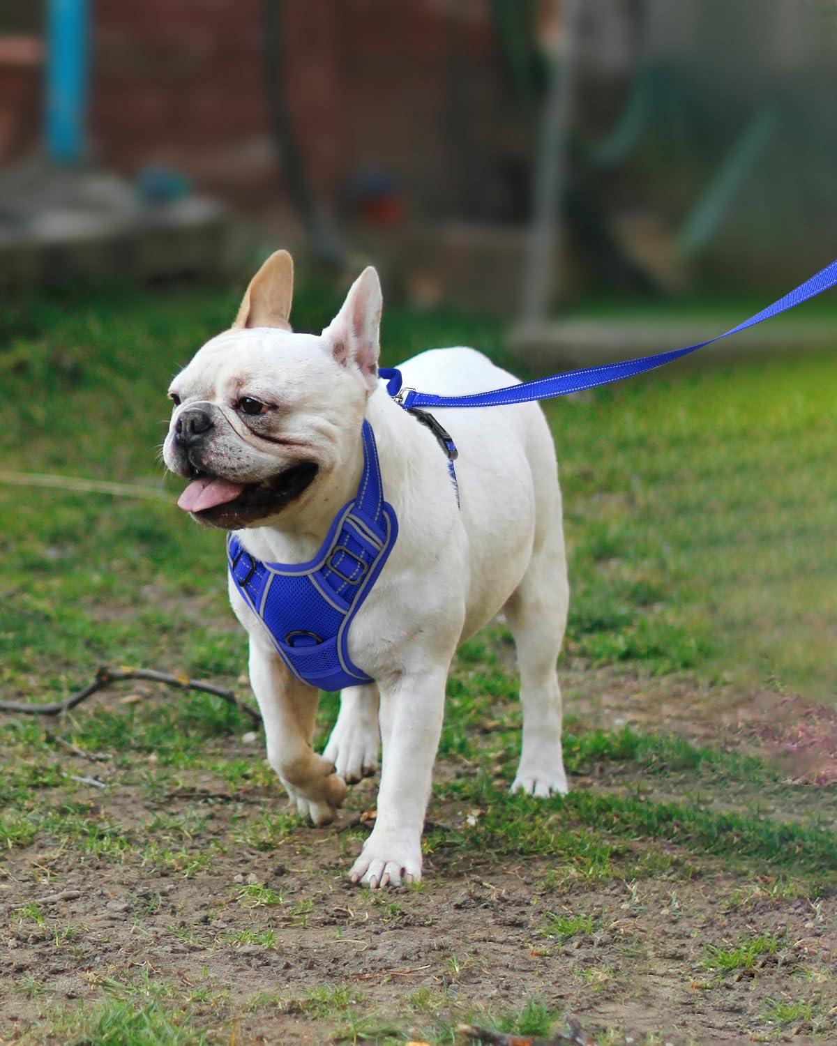 Joytale Step-In No Pull Dog Harness For Small Dogs With 2 Leash Clips, Reflective Pet Vest With Easy Control Handle, Adjustable