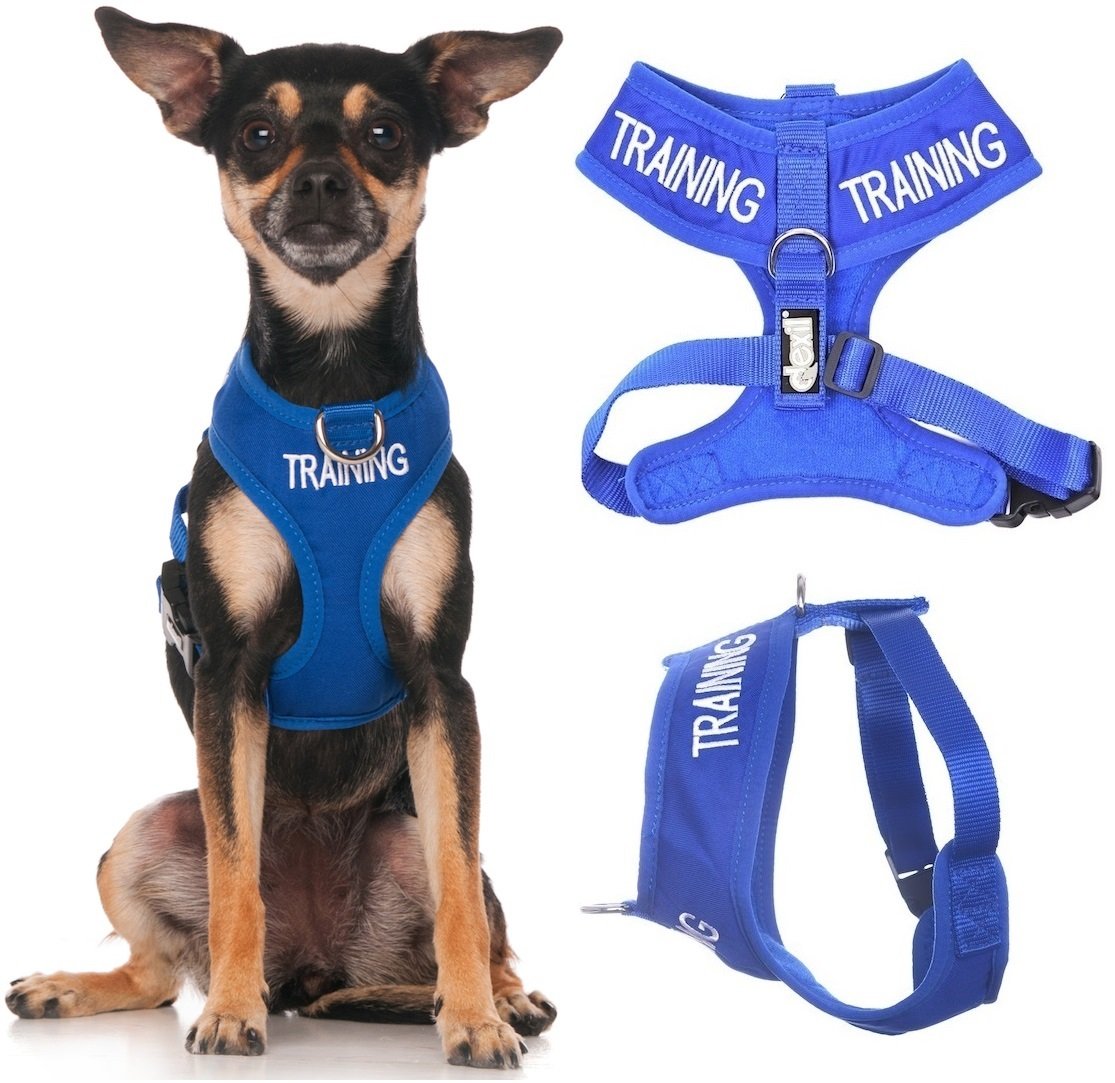 Training (Dog In Training/Do Not Disturb) Blue Color Coded Non-Pull Front And Back D Ring Padded And Waterproof Vest Dog Harness Prevents Accidents By Warning Others Of Your Dog In Advance (Xs)