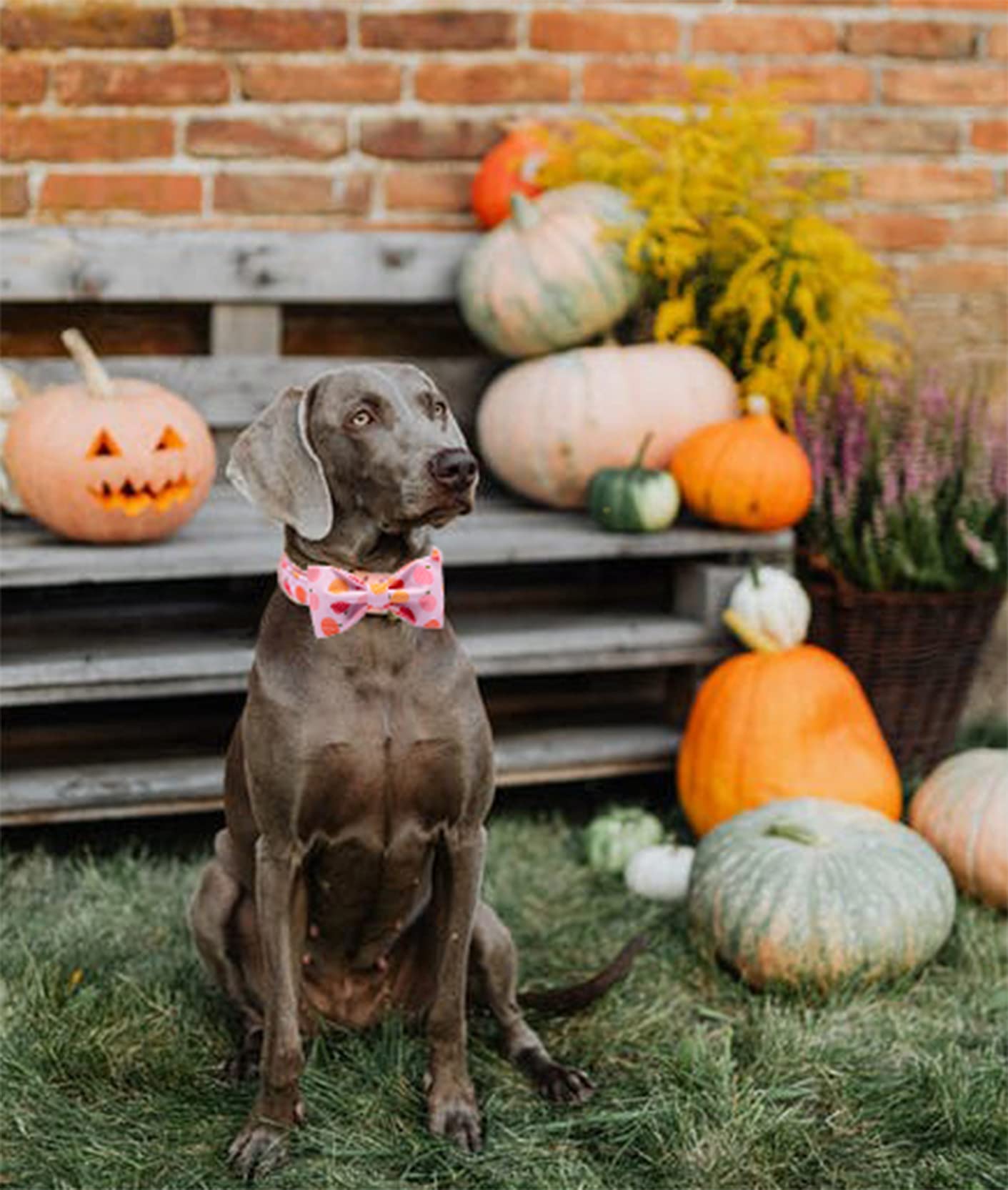 Aring Pet Bowtie Dog Collar,Dog Collar With Removable Bow,Adjustable Halloween Pink Pumpkin Dog Collar.