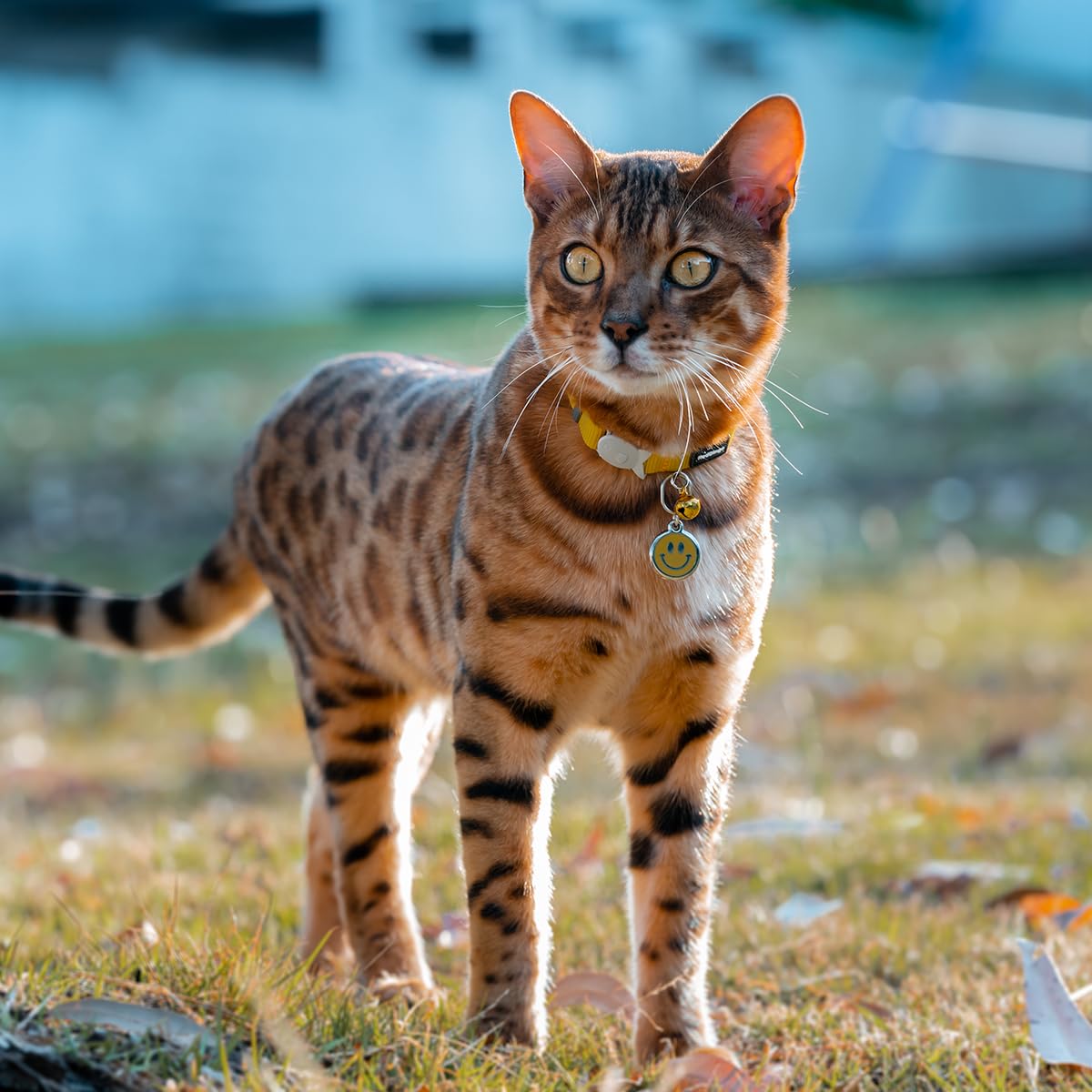 Red Dingo Classic Safety Release Breakaway Cat Collar - Adjustable One Size Fits All, Soft Nylon, 4.4lb Safety Release Fish Clip