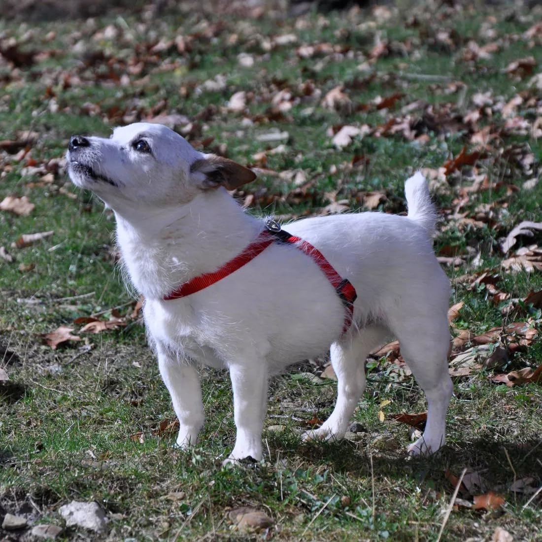 Coastal Pet Size Right Adjustable Dog Harness - Small & Big Dog Harness - Comfortable Dog Training Harness - Includes Snap-Lock Buckle - Quality Dog Supplies - Blue, 1' X 30-38'