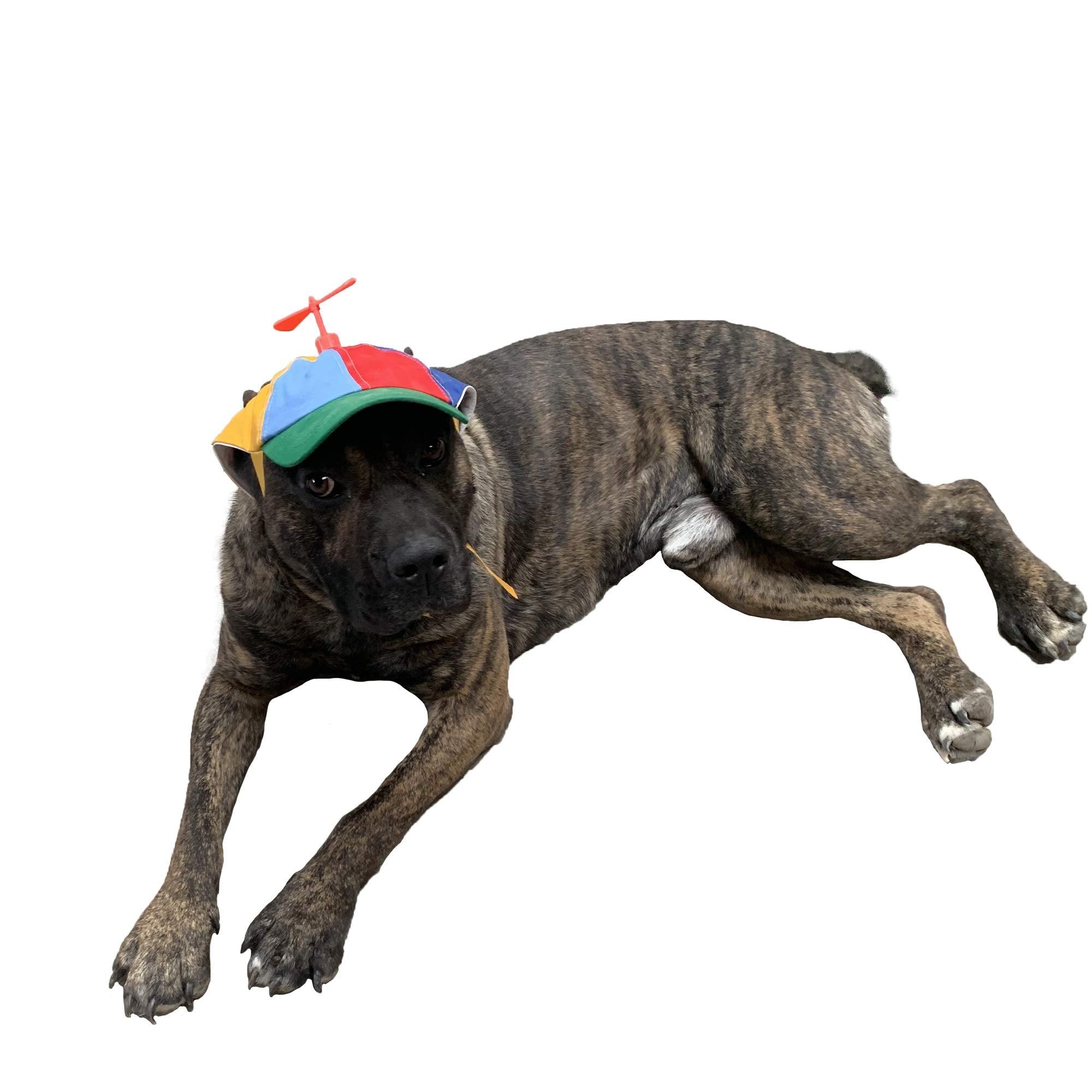 Geanbaye Dog Hats With Funny Propeller, Size And Rope Double Adjustment Pet Hats For Small ,Medium, Large Dog And Cat (Iridescent)
