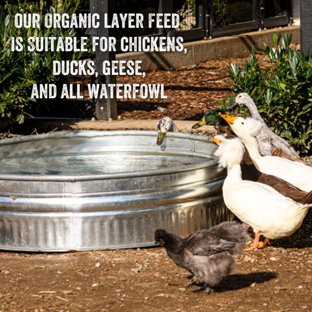 Scratch and Peck Whole Grain Layer Mash Chicken and Duck Feed - 10 lbs Bag - Corn-Free and Soy-Free - 16% Protein, Certified Org