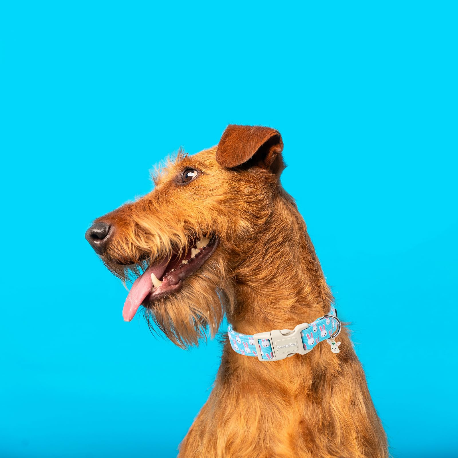 Lionet Paws Easter Dog Collar- Cute Bunny Blue Dog Collars With Plastic Buckle, Light Adjustable Dogs Collars With Rabbit Pendan