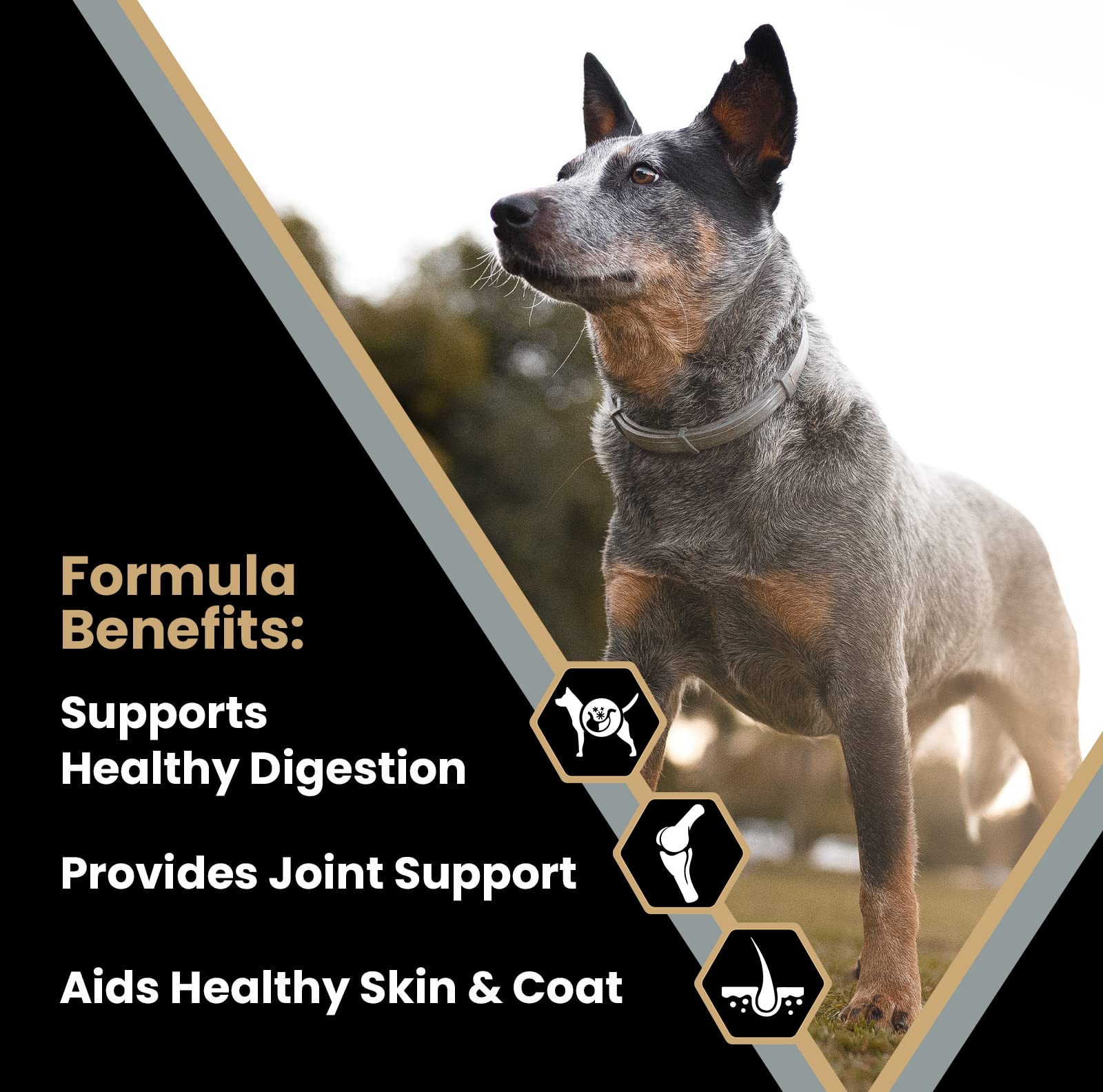 Victor Super Premium Dog Food - Purpose - Senior Healthy Weight - Gluten Free Weight Management Dry Dog Food for Senior Dogs wit