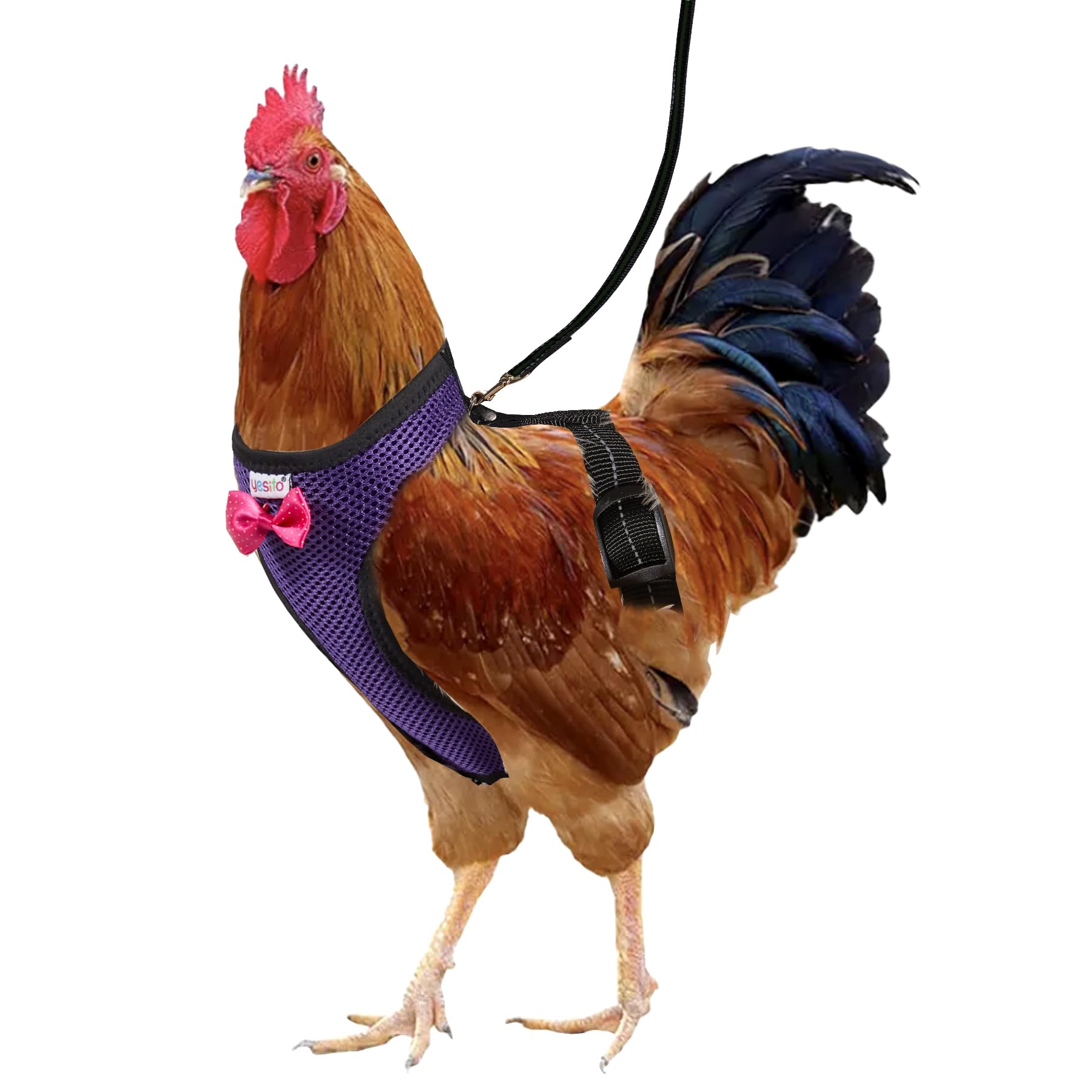 Yesito Chicken Harness Hen Size with 5.5-Foot Matching Belt
