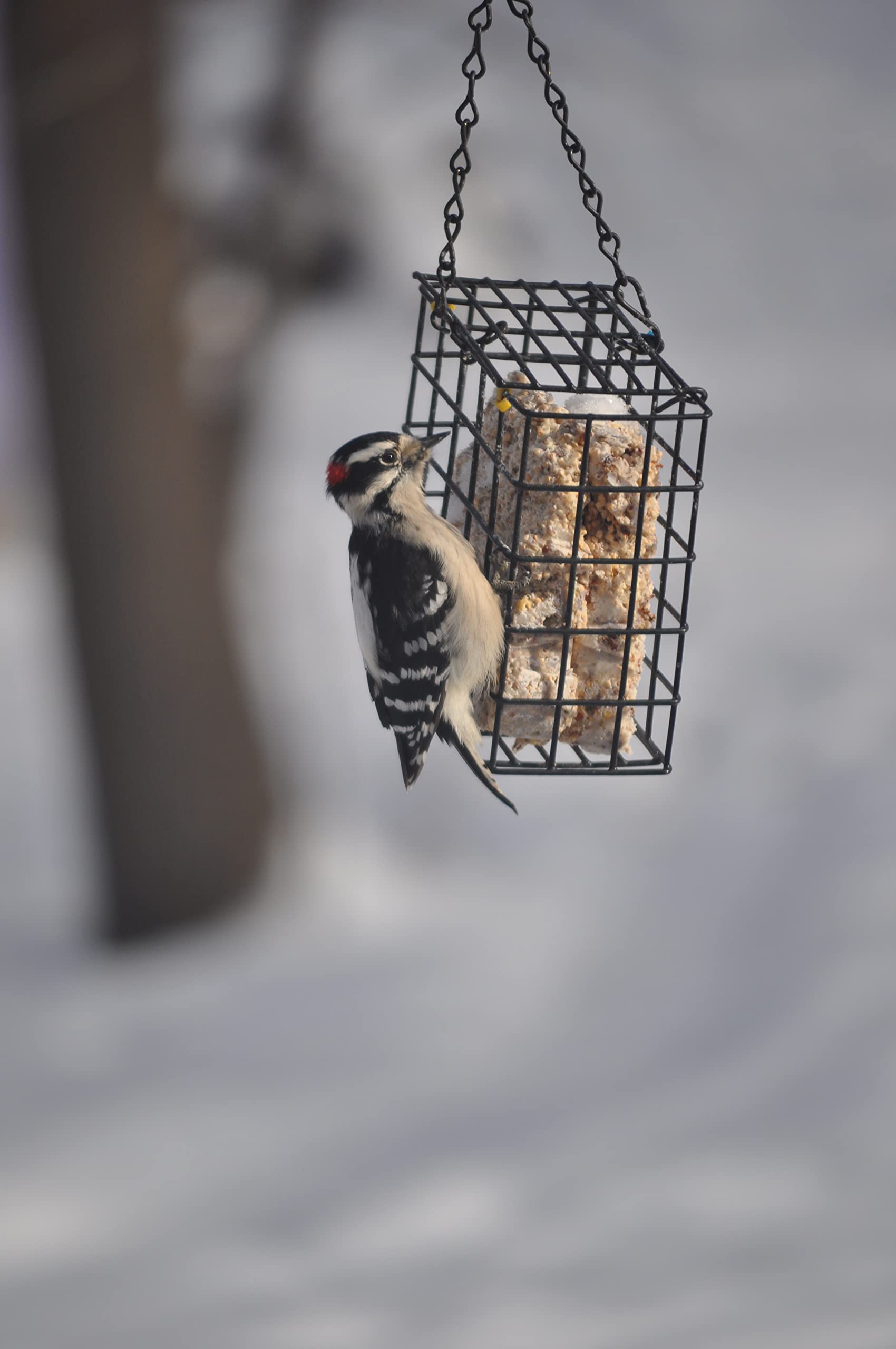 C&S Woodpecker Delight No Melt Suet Dough 11.75 Ounces, 12 Pack