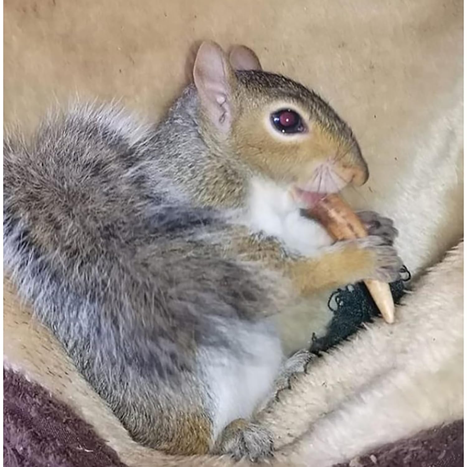 Exotic Nutrition Antler Chews - Safe Small Animal Chew - Natural Source Of Healthy Minerals - Chinchilla, Hamster, Degu, Prairie