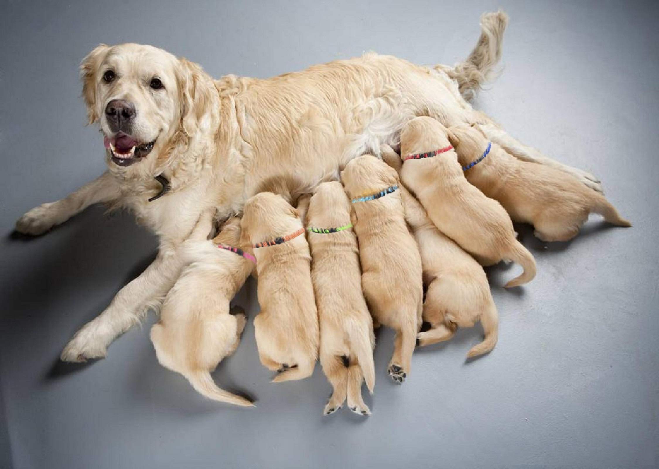 Puppy Id Collar Identification Soft Nylon Adjustable Breakaway Safety Whelping Litter Collars For Newborn Pets With Record Keeping Charts 12Pcs/Set(M)