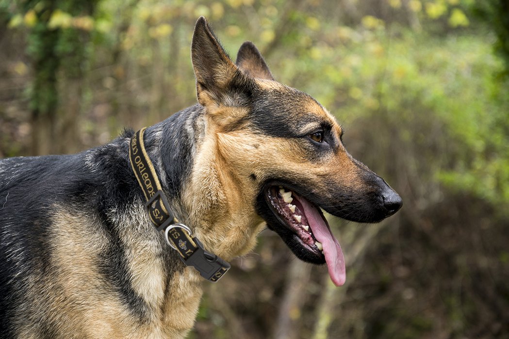 Pets First NFL New Orleans Saints Licensed PET COLLAR, Medium - Heavy-Duty, Strong, and Durable Dog Collar. Available in 31 Foot