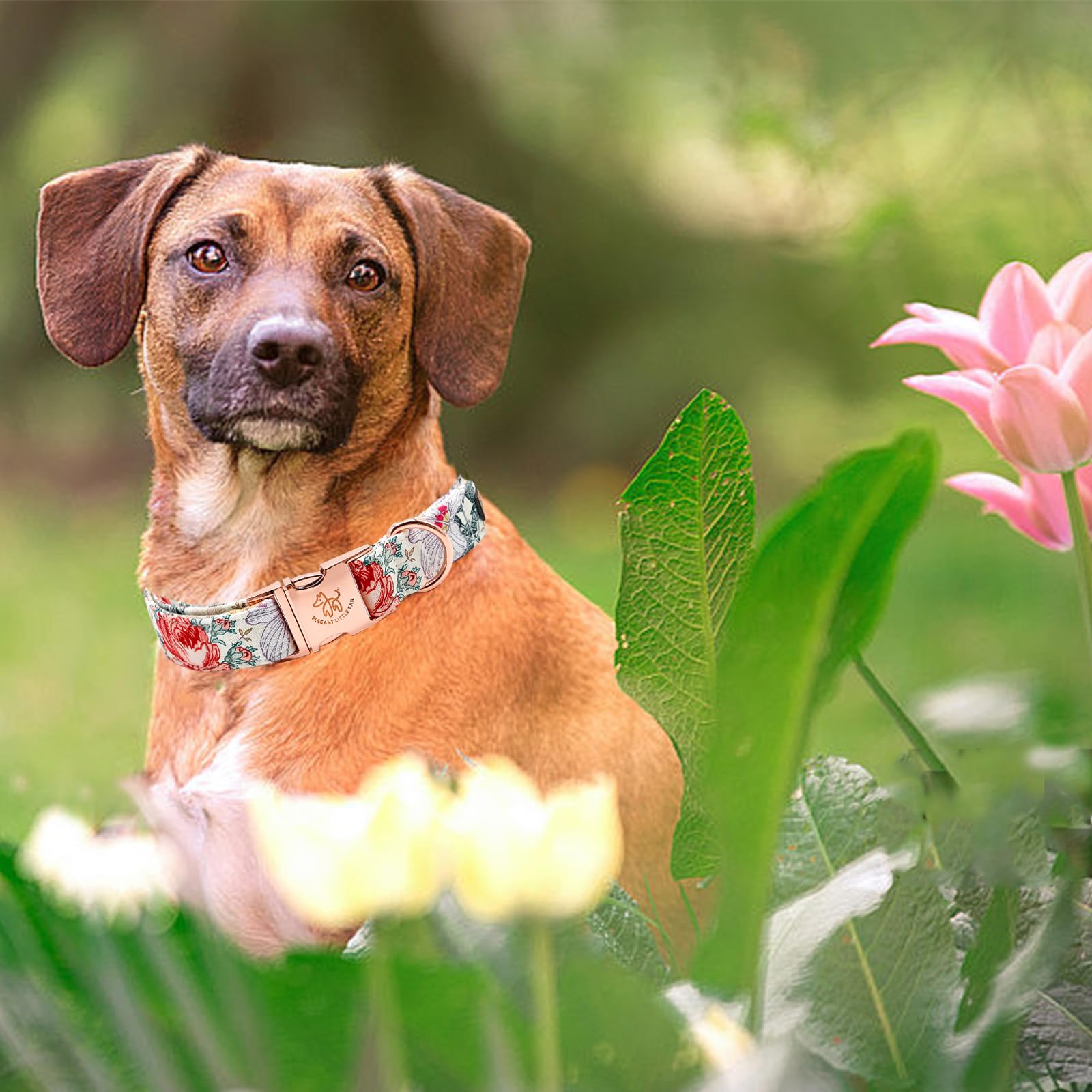 Elegant Vintage Floral Print Summer Dog Collar - Cotton, Durable, Metal Buckle For Medium Dogs