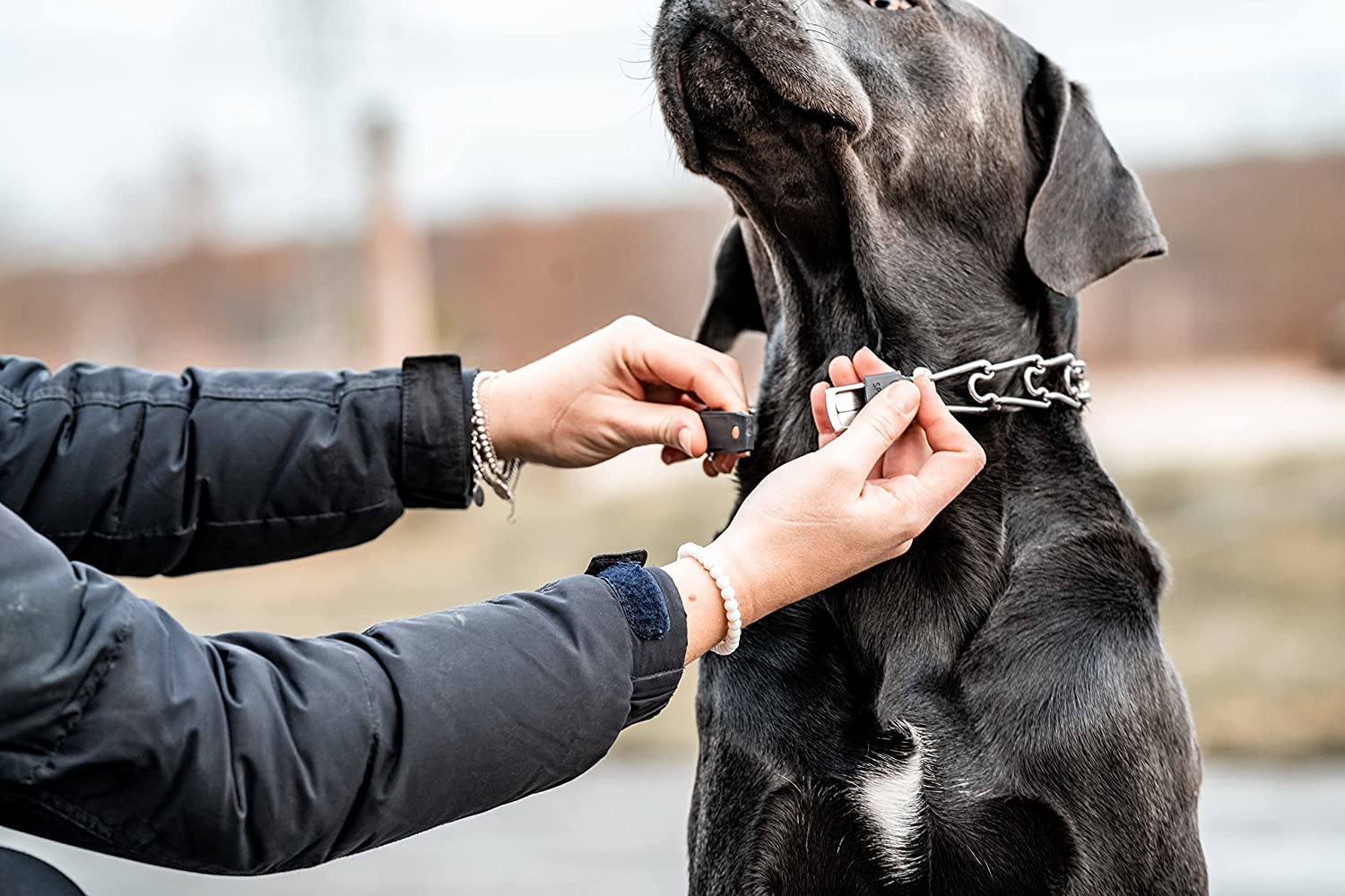 Herm Sprenger Stainless Steel Prong Dog Collar With Centered Cliclock Buckle And Assembly Chain Quick Release Training Pinch Col