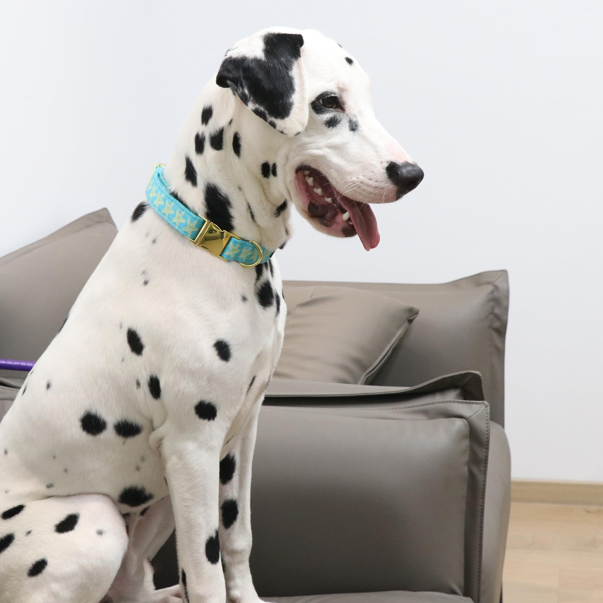 Lionet Paws Boy Dog Collar, Comfortable Adjustable Cute Yellow Starfish Collar With Metal Buckle For Male Dogs, Medium, Neck 13.