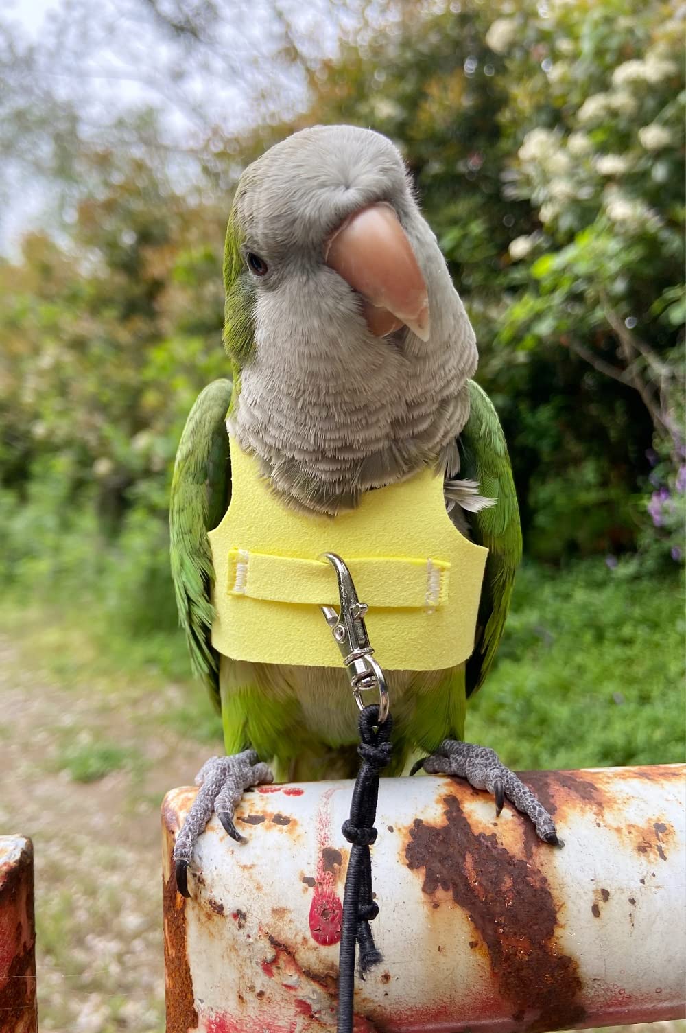 Bird Flight Harness Vest, Parrot Flight Suit With Leash For Parakeets Cockatiels Conures Budgies, Bird Flying Clothes With Rope And Handle For Outdoor Activities Training, Anti Bite (L, Yellow)