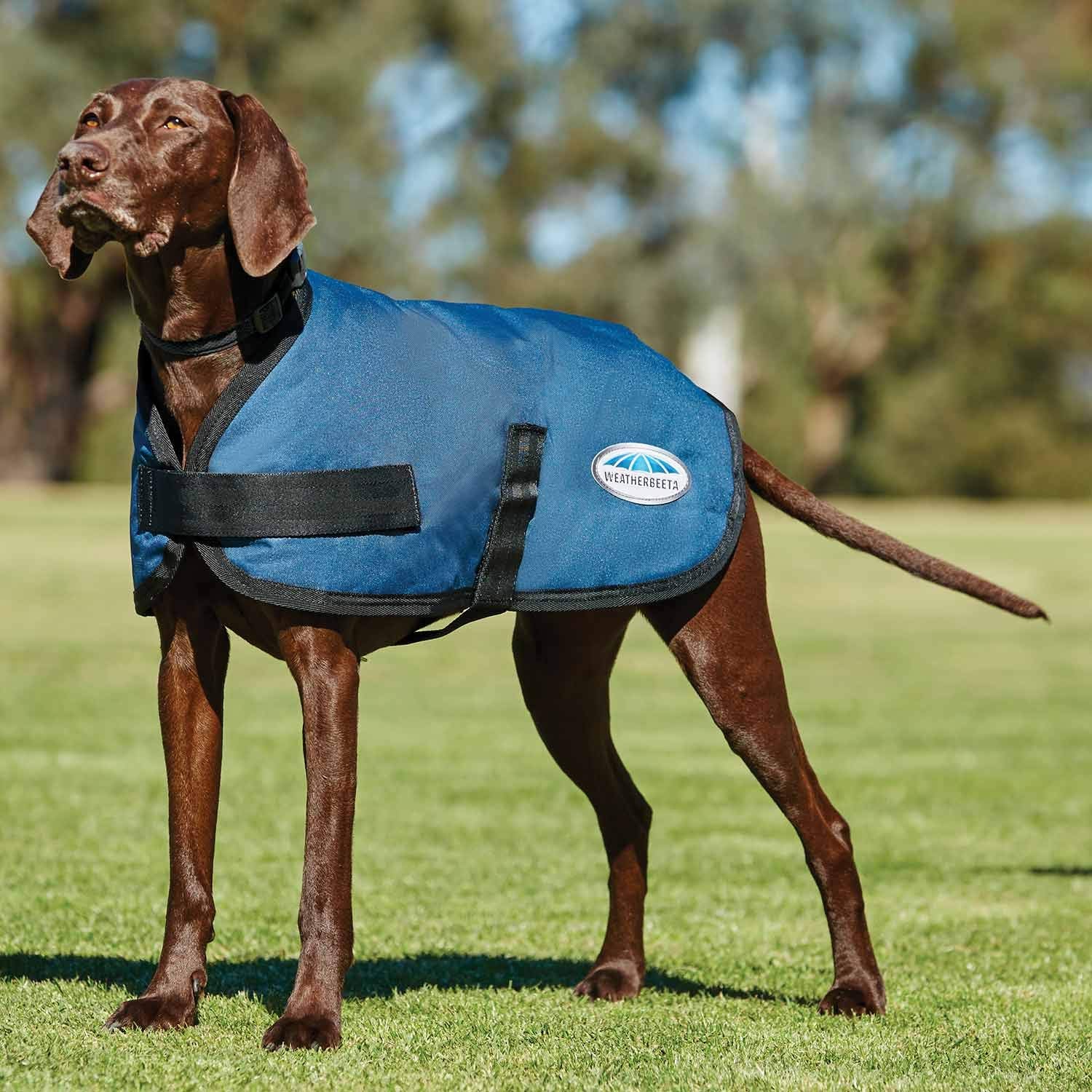 Weatherbeeta Comfitec Classic Dog Coat, Dark Blue, 12''