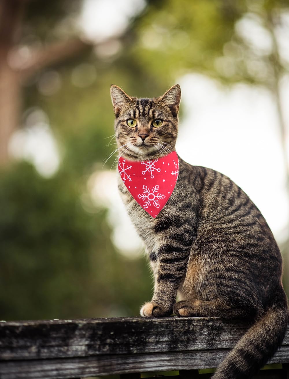 Christmas Cat Collars Breakaway With Bandana Bell Pet Kitten Adjustable For Small Dog Puppies Girl Boy