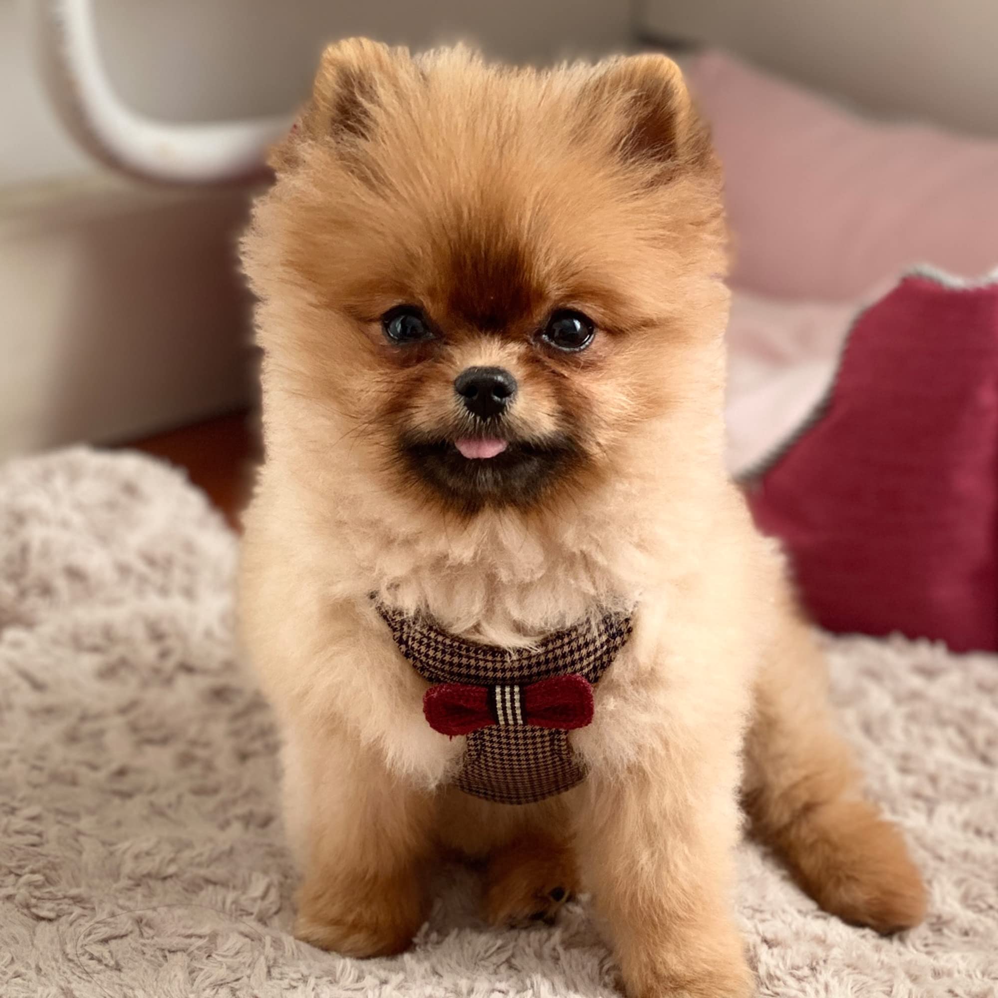 Puppytie No Pull xs Dog Harness with Multifunction Dog Leash,Soft Adjustable No Choke Escape Proof Pet Harness Vest,Knitted Brow